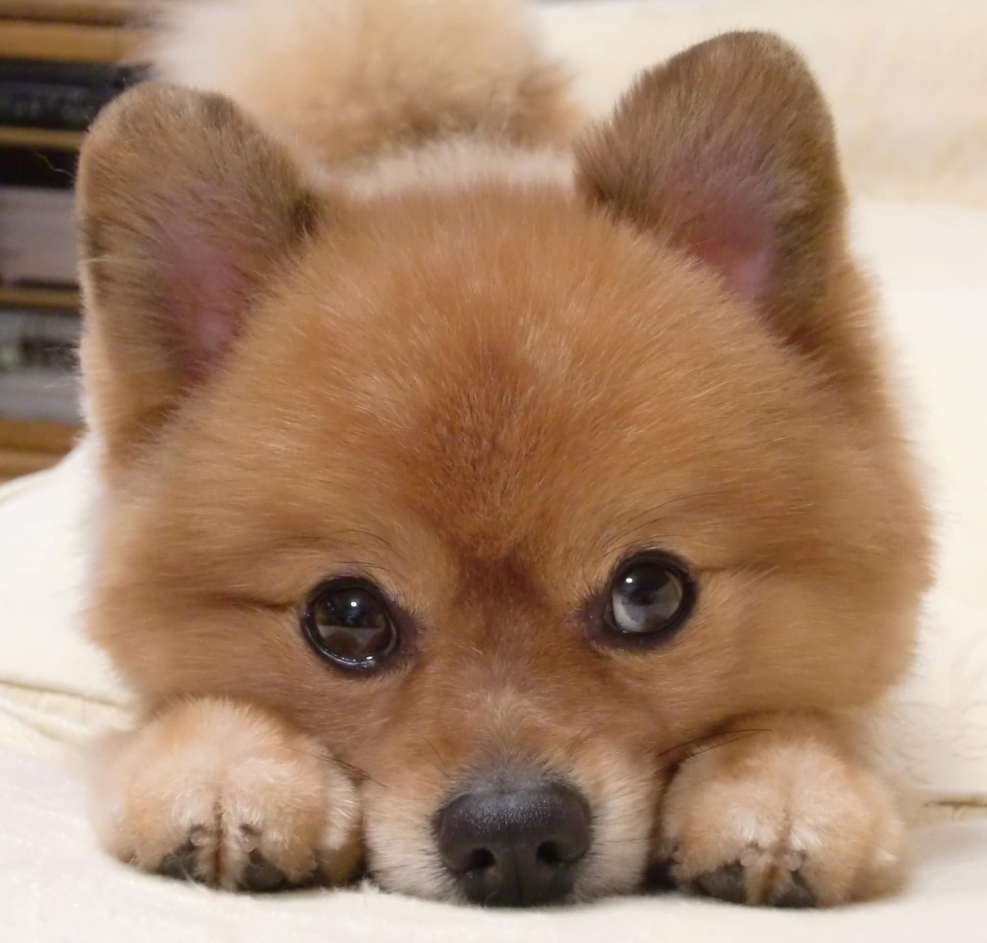 わんにゃんサイトの犬の写真