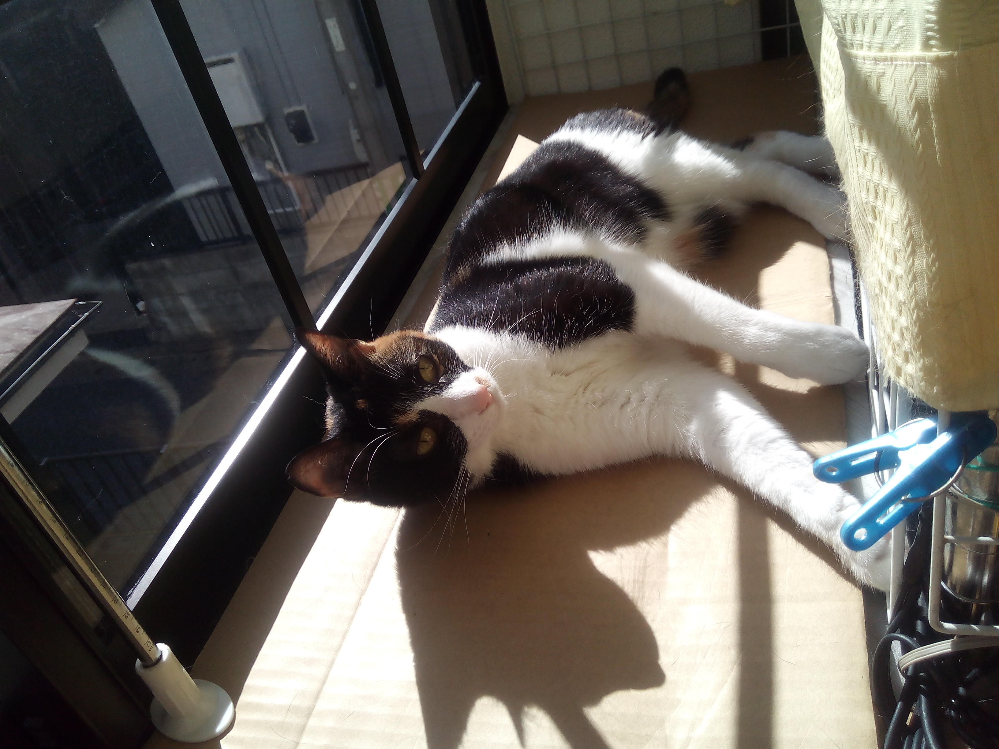 わんにゃんサイトの猫の写真