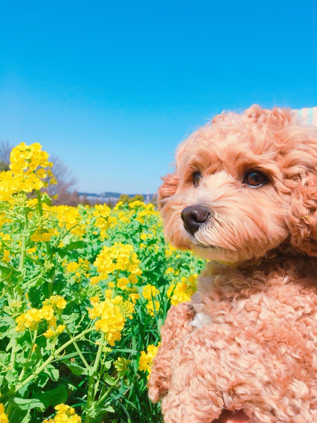 わんにゃんサイトの犬の写真
