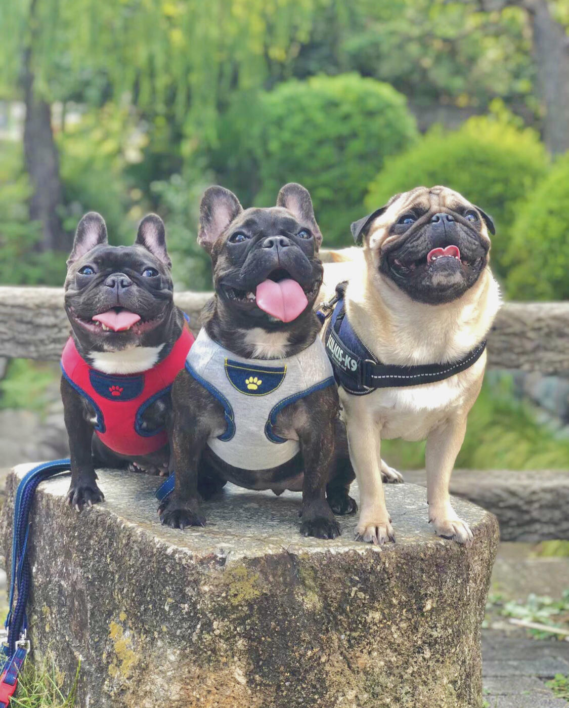 わんにゃんサイトの犬の写真