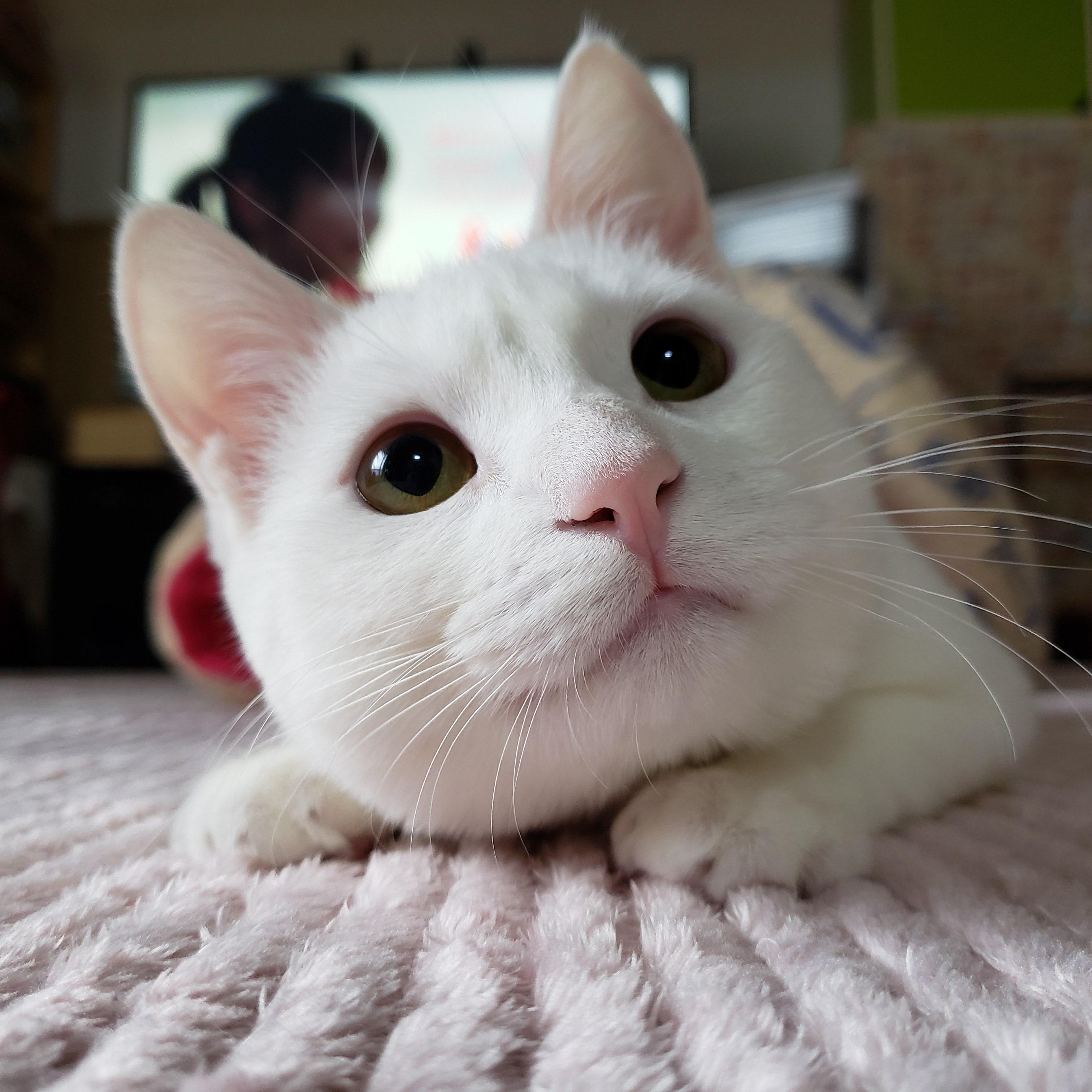 わんにゃんサイトの猫の写真
