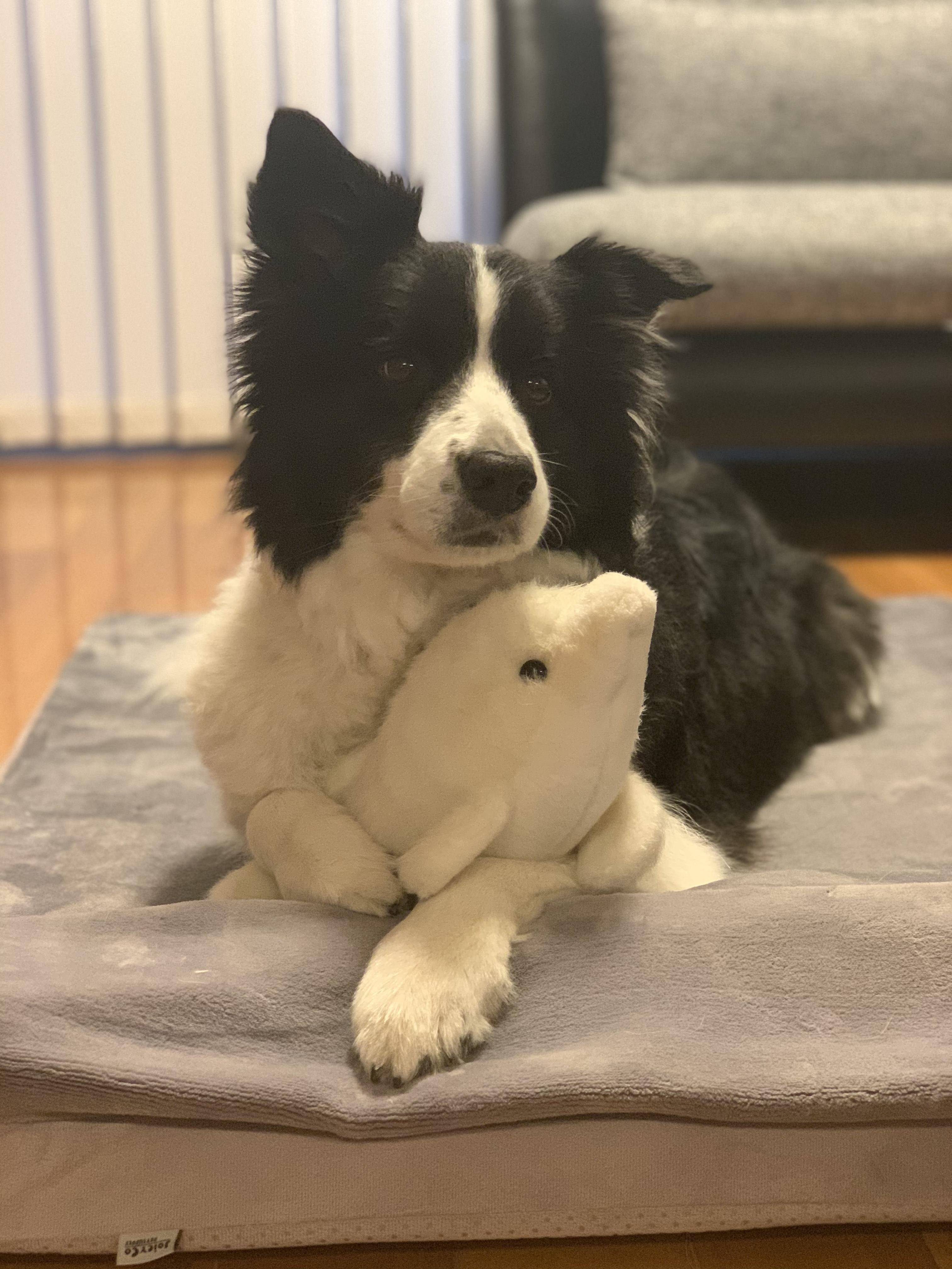 わんにゃんサイトの犬の写真