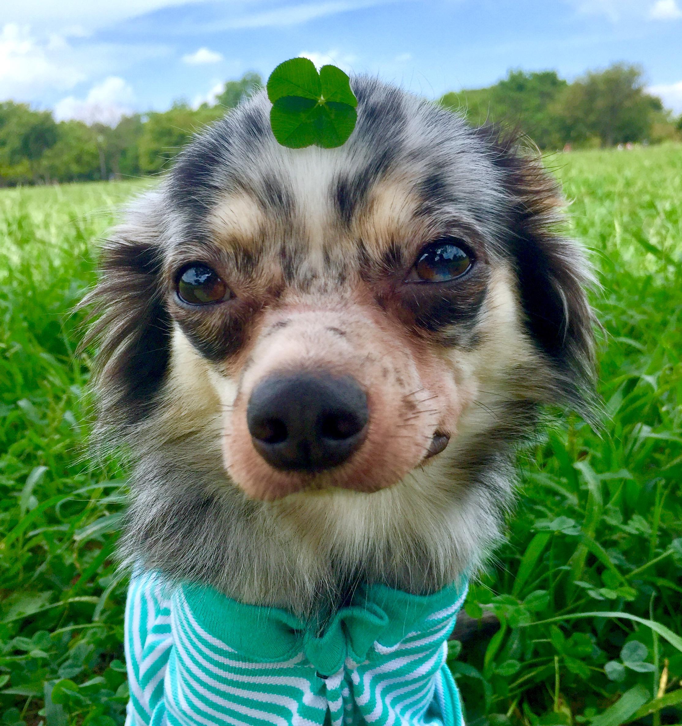 わんにゃんサイトの犬の写真