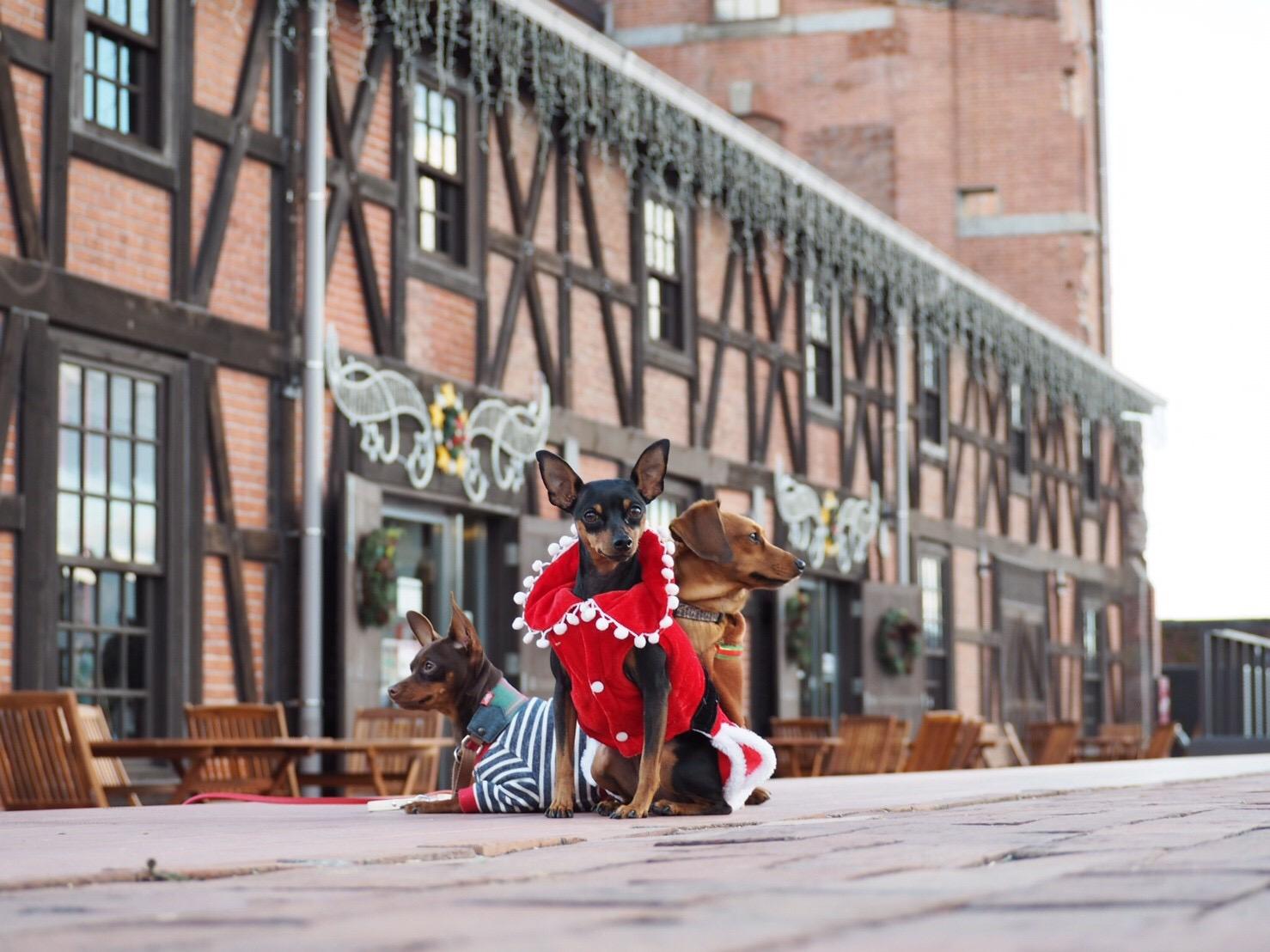 わんにゃんサイトの犬の写真