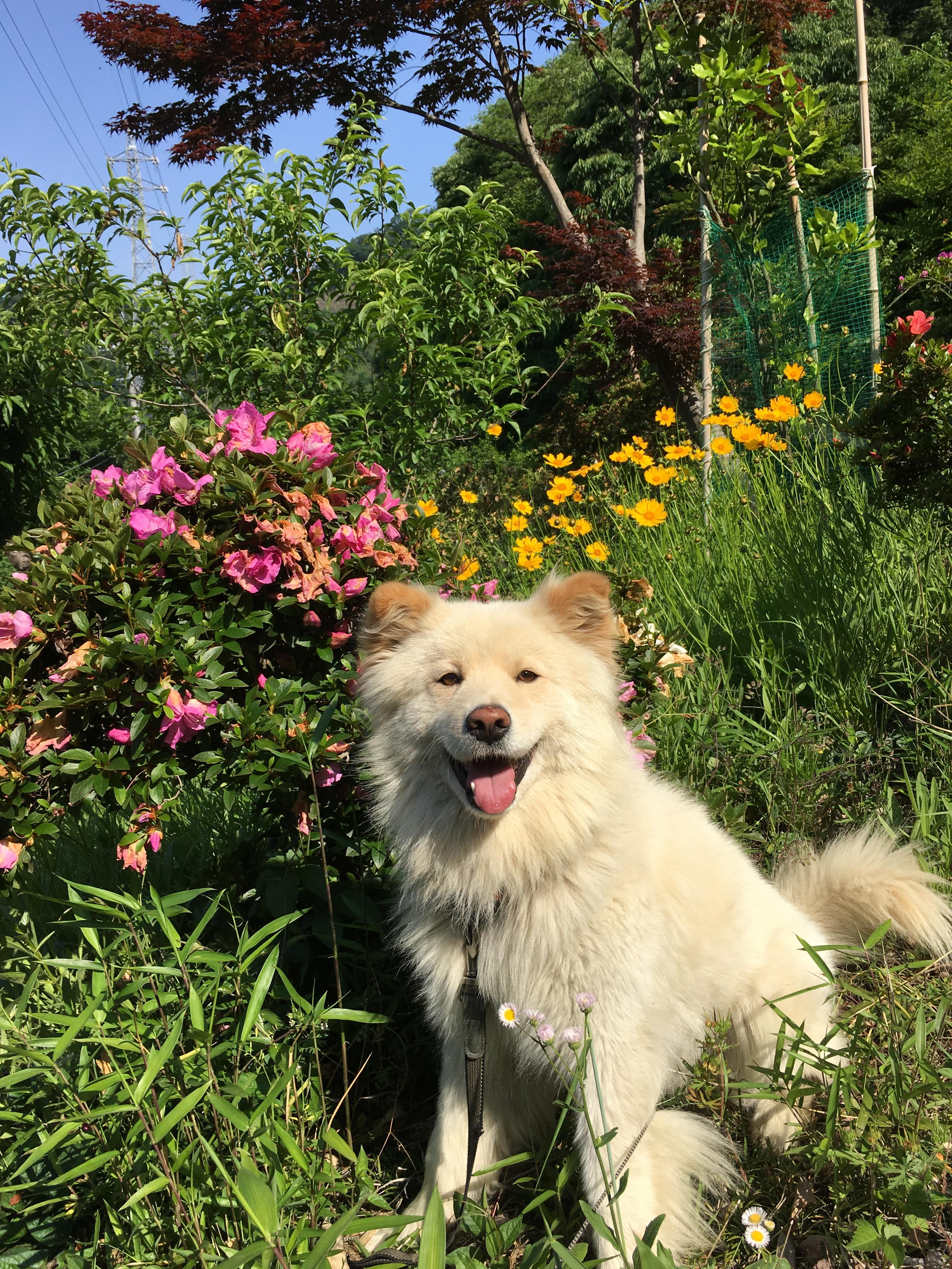 わんにゃんサイトの犬の写真