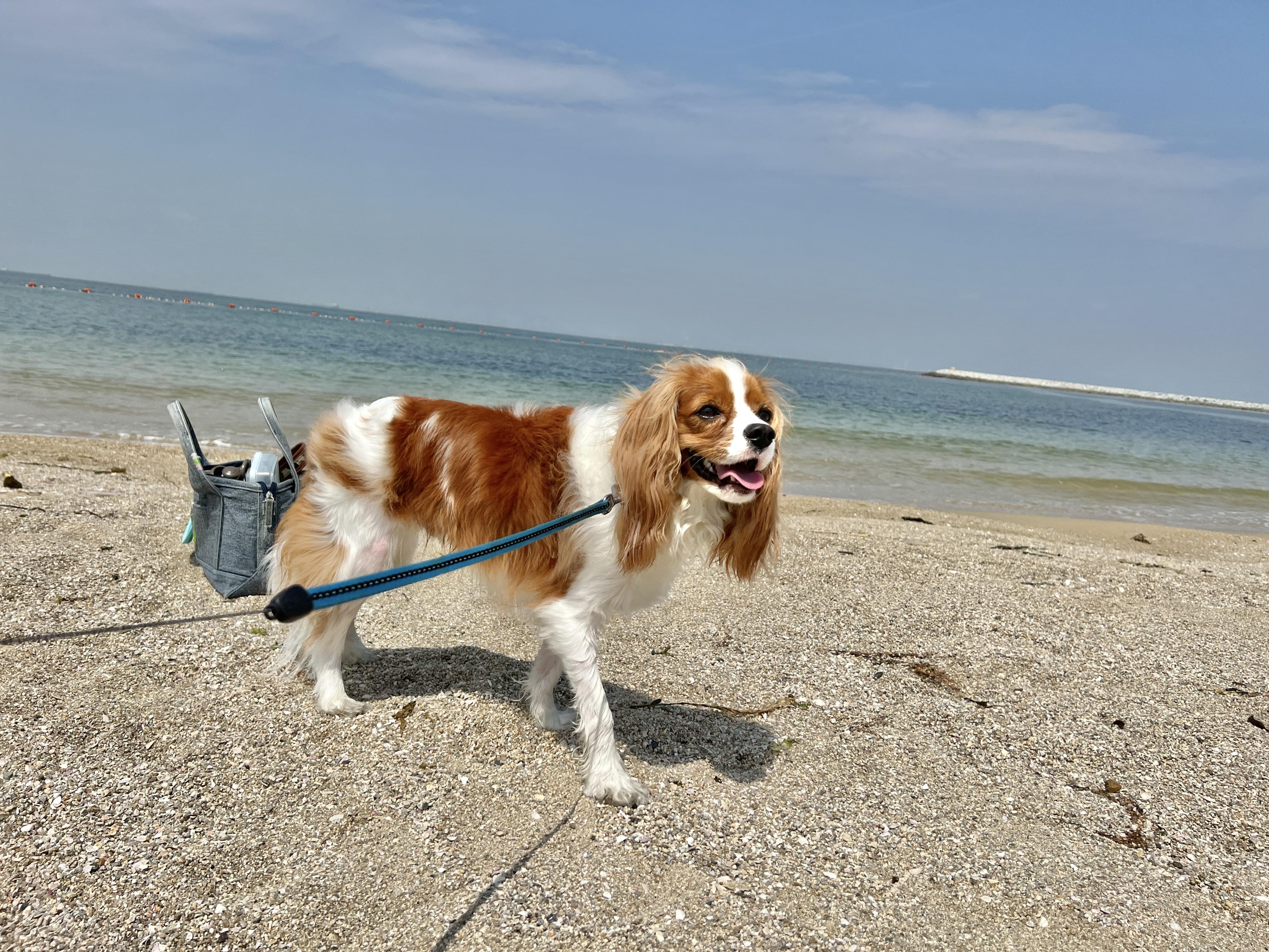 わんにゃんサイトの犬の写真