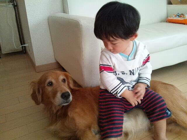 わんにゃんサイトの犬の写真