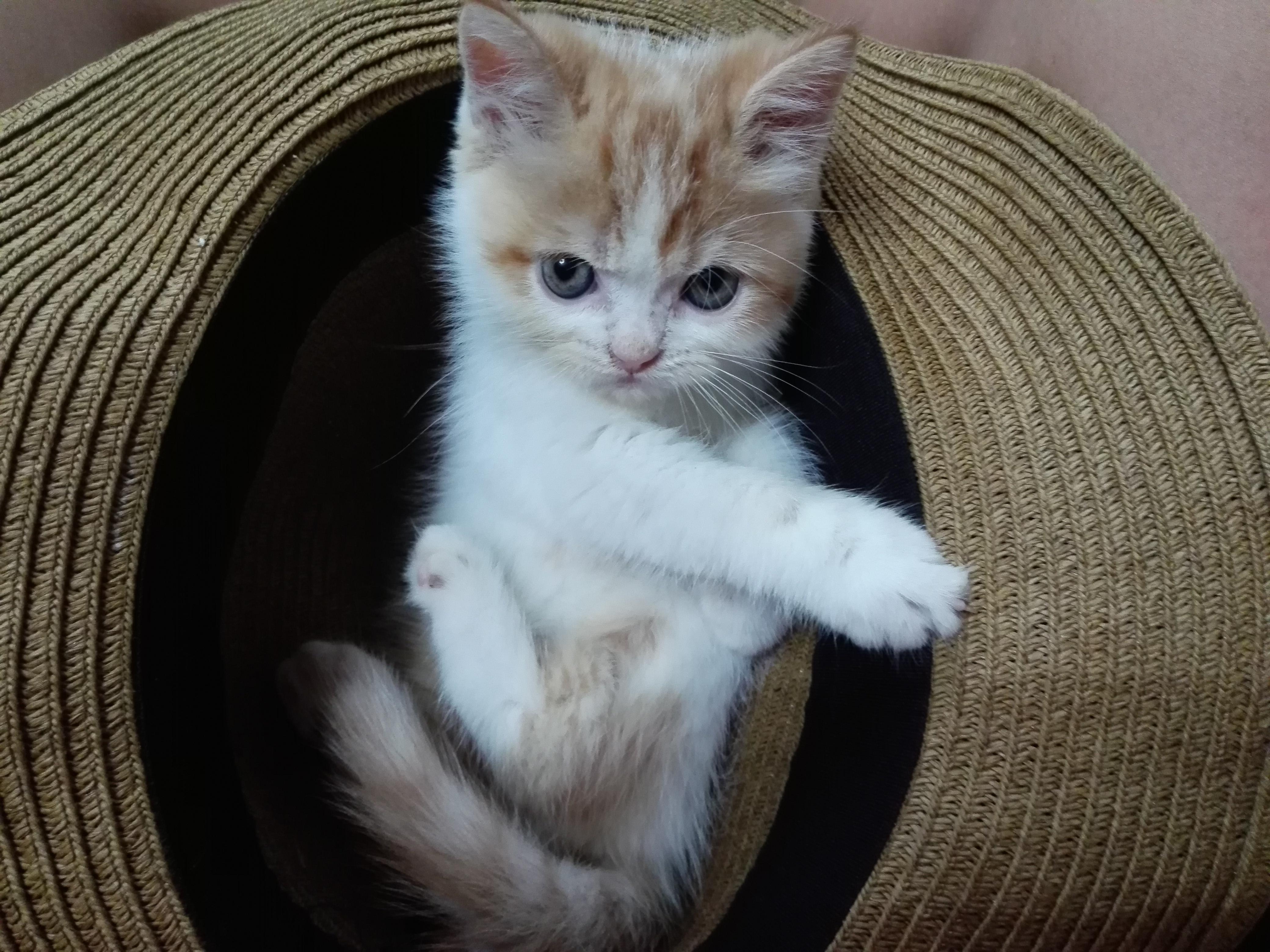 わんにゃんサイトの猫の写真