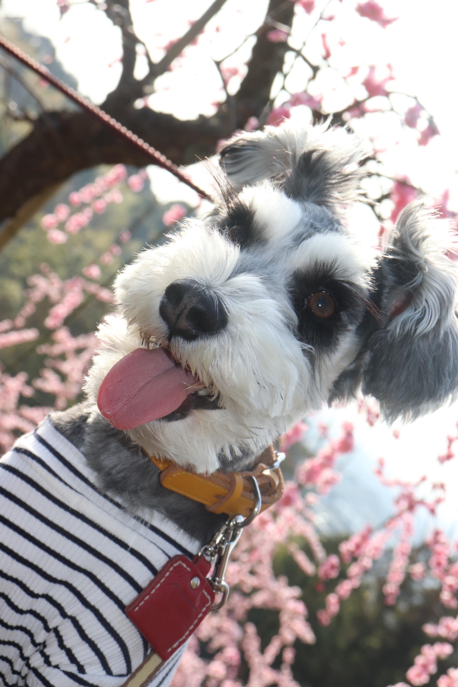 わんにゃんサイトの犬の写真