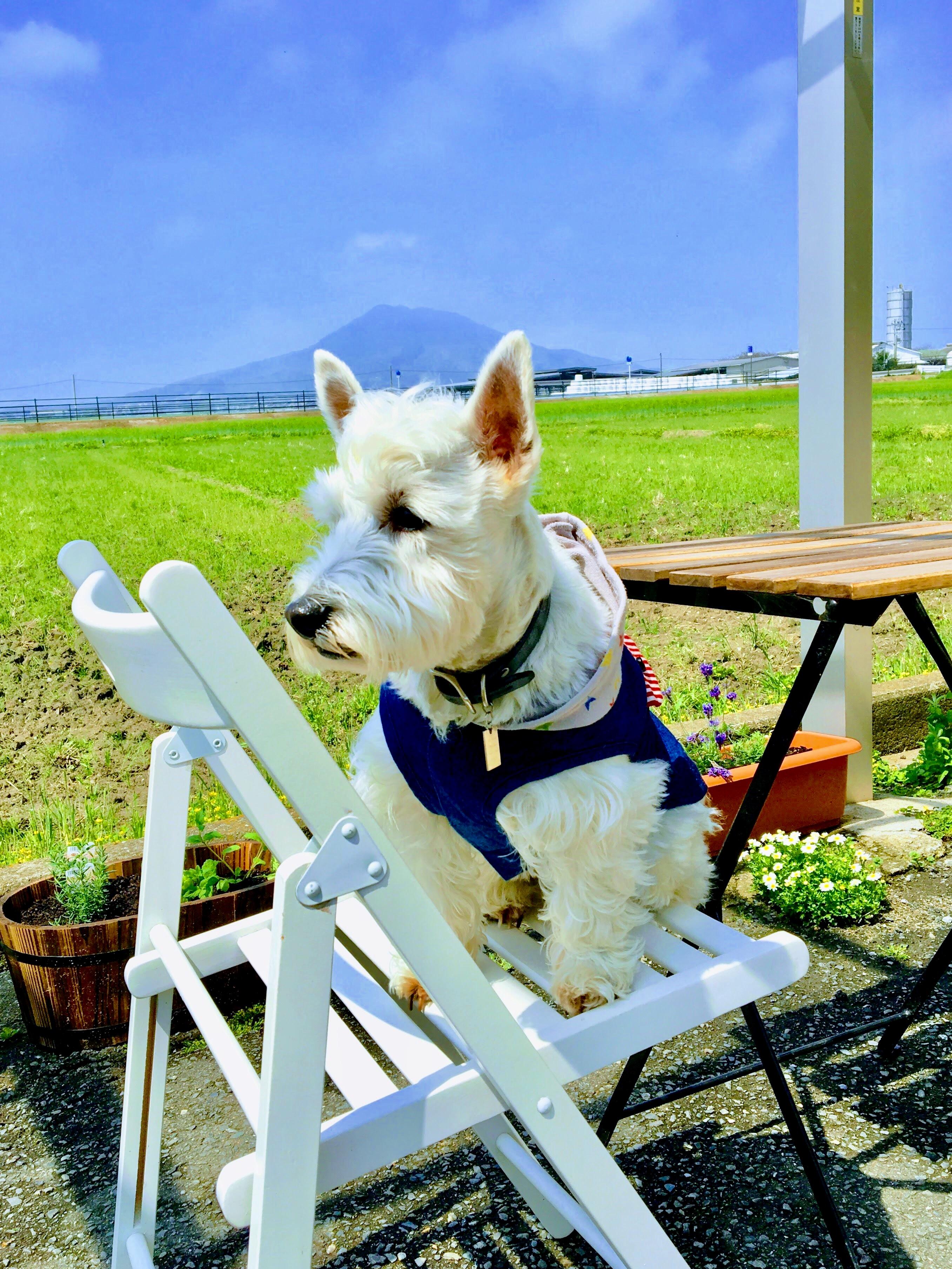 わんにゃんサイトの猫の写真