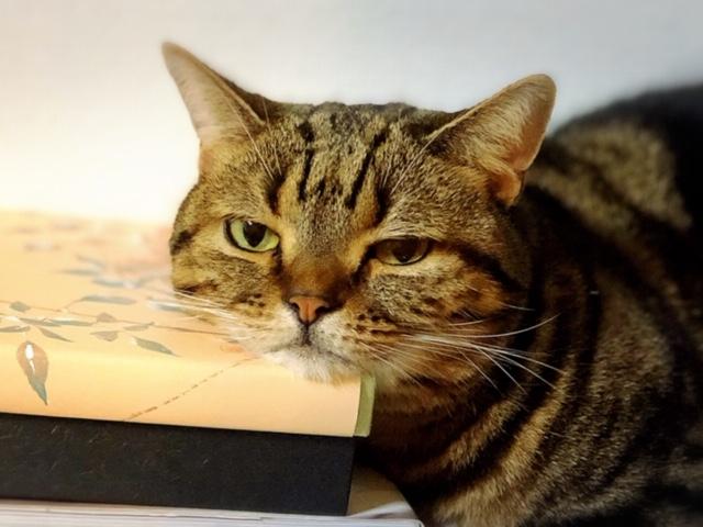 わんにゃんサイトの猫の写真