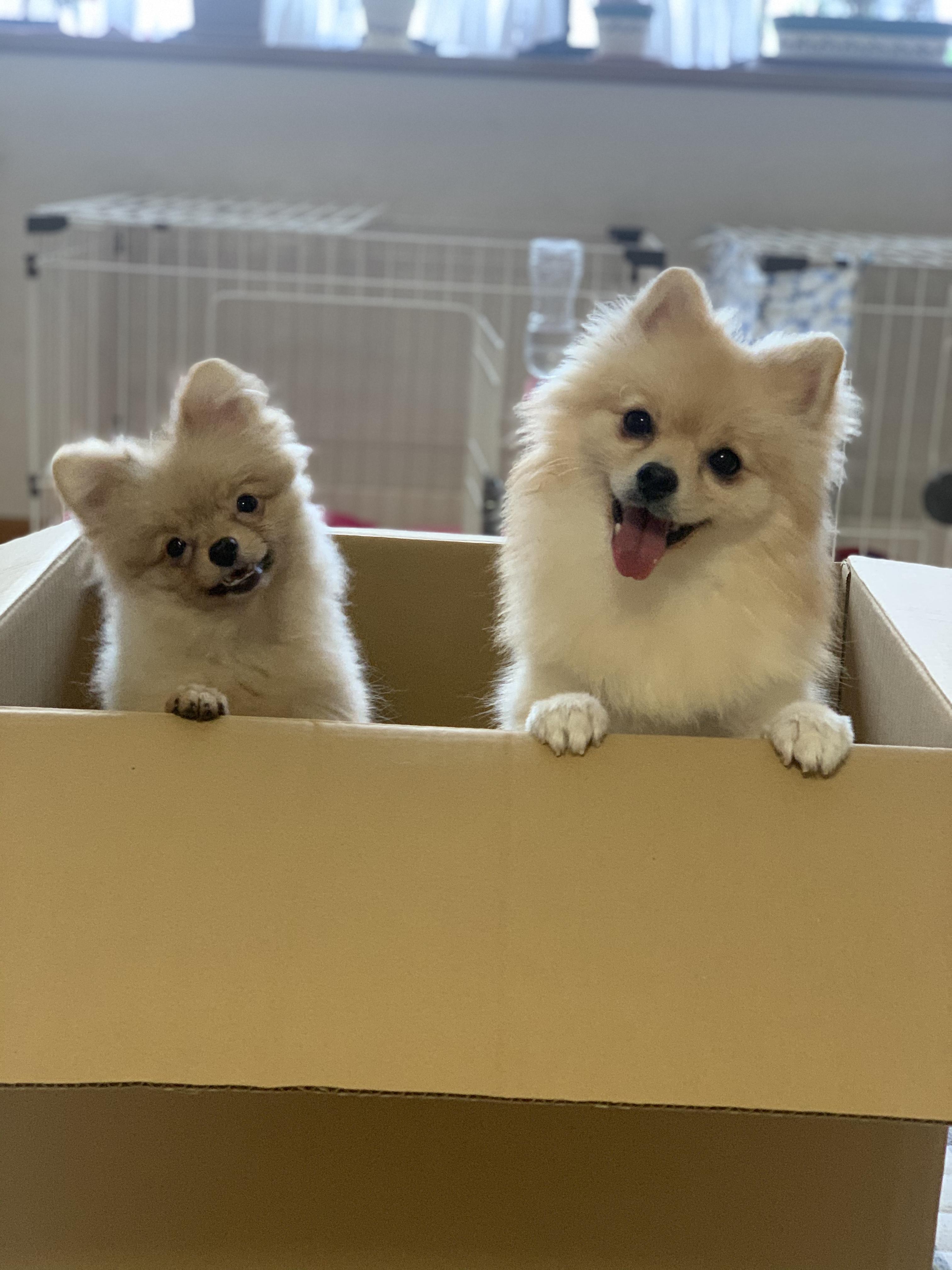 わんにゃんサイトの犬の写真