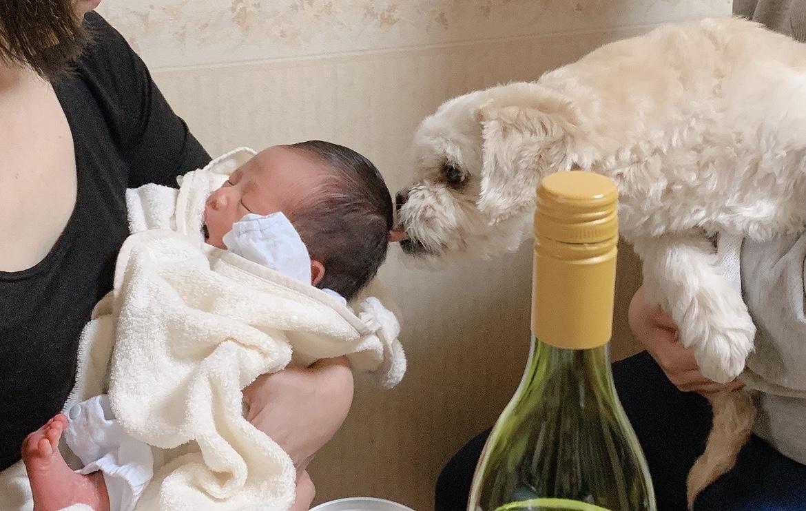 わんにゃんサイトの犬の写真