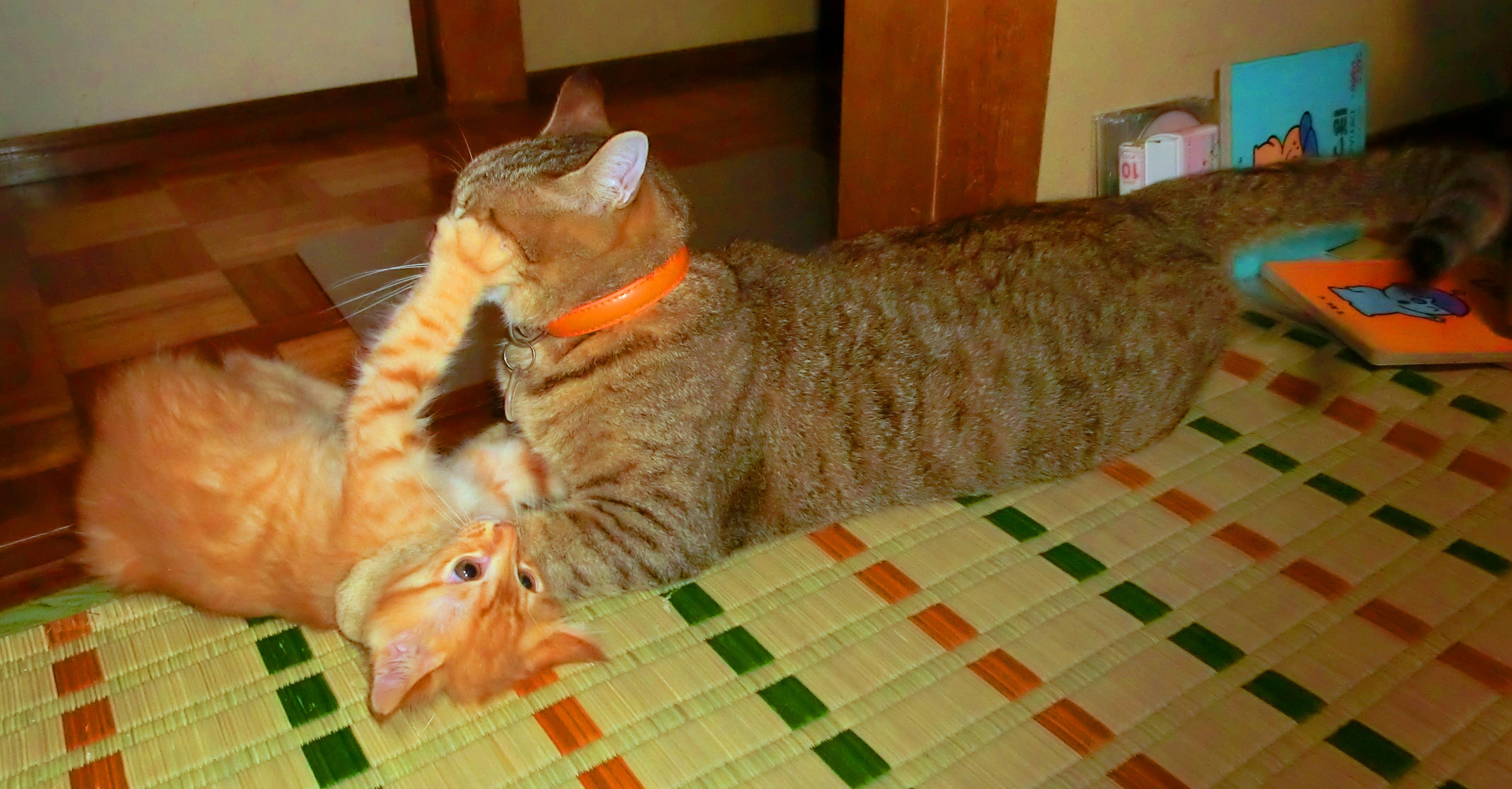 わんにゃんサイトの猫の写真