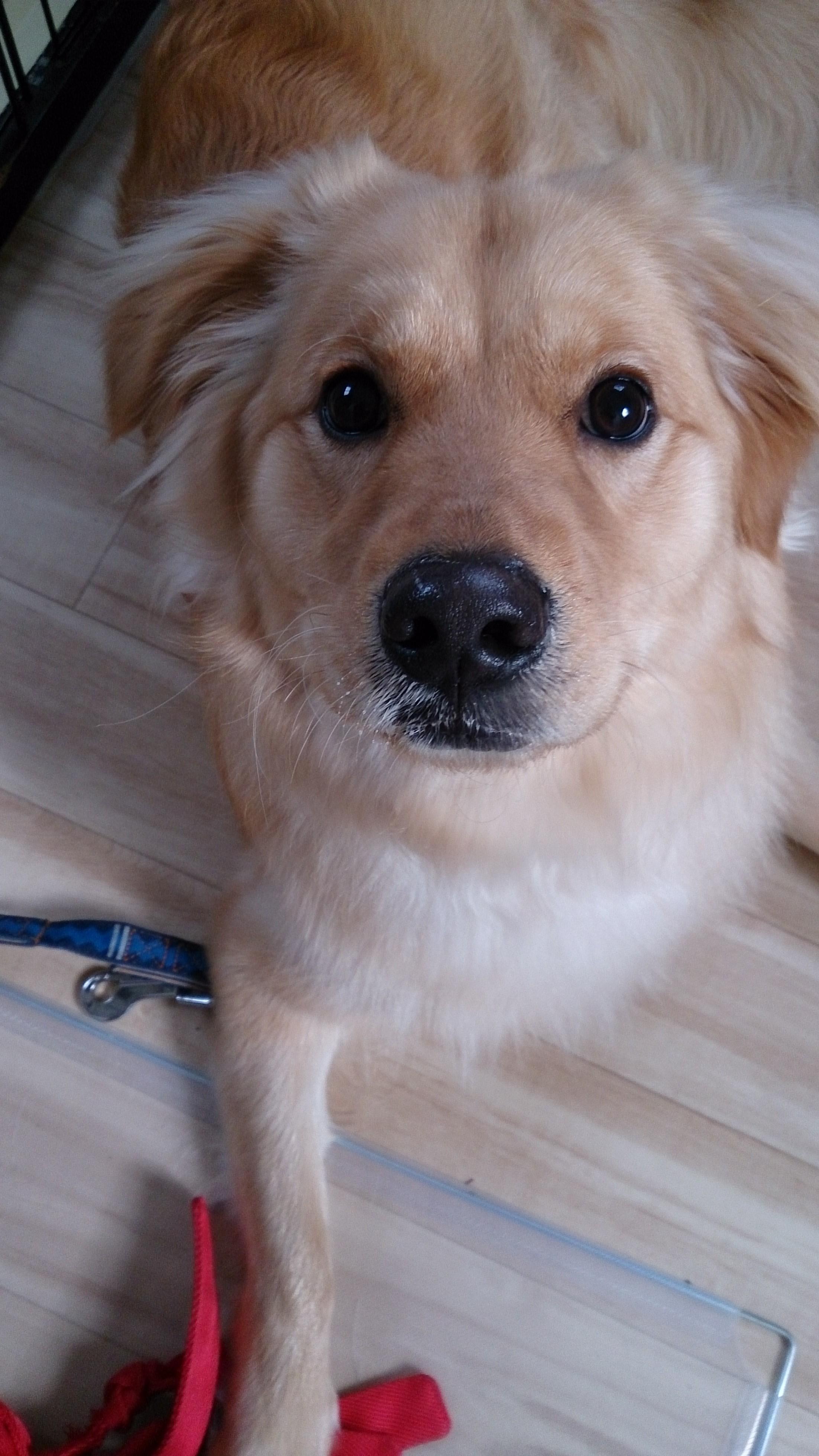 わんにゃんサイトの犬の写真