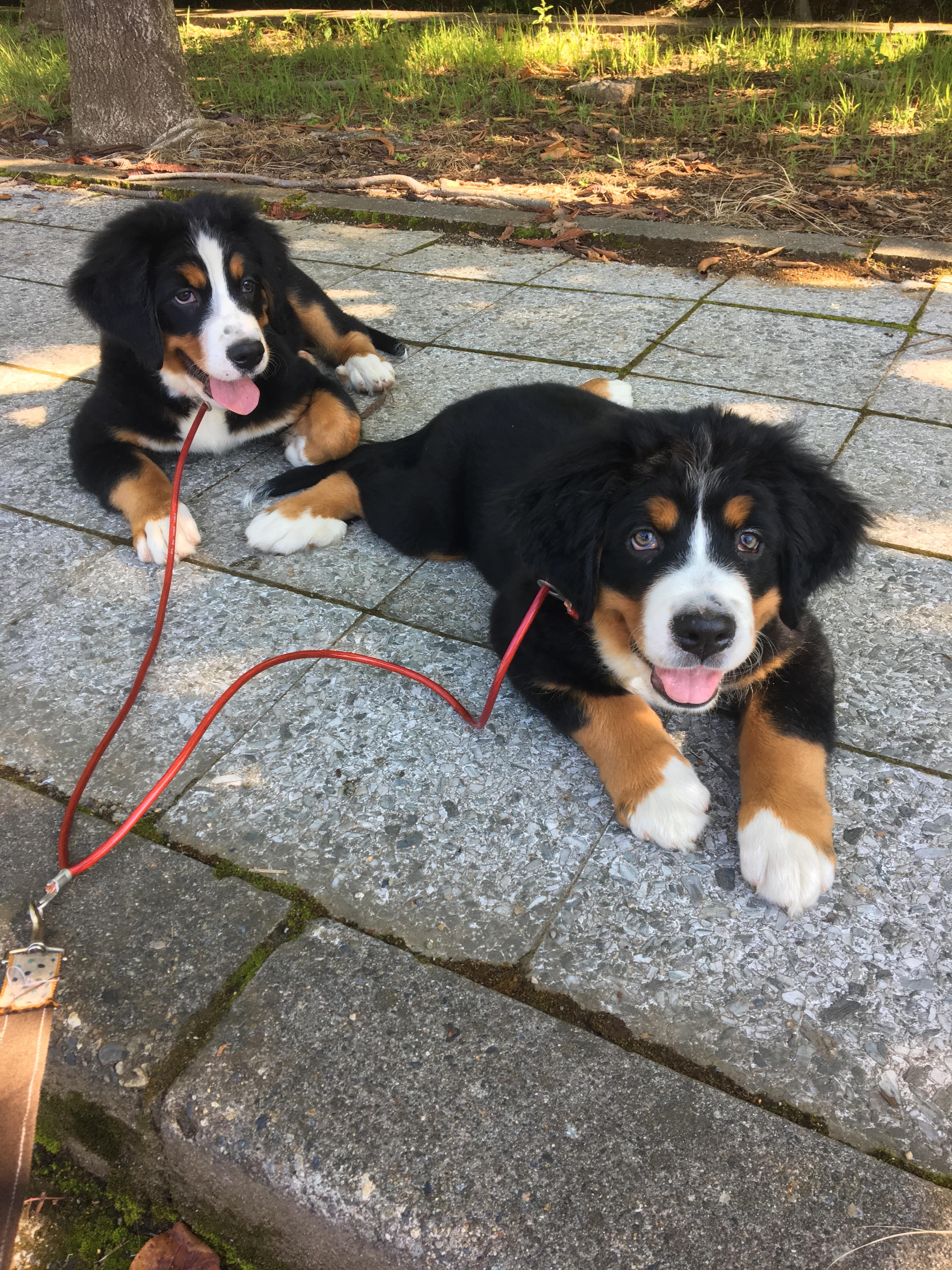 わんにゃんサイトの犬の写真