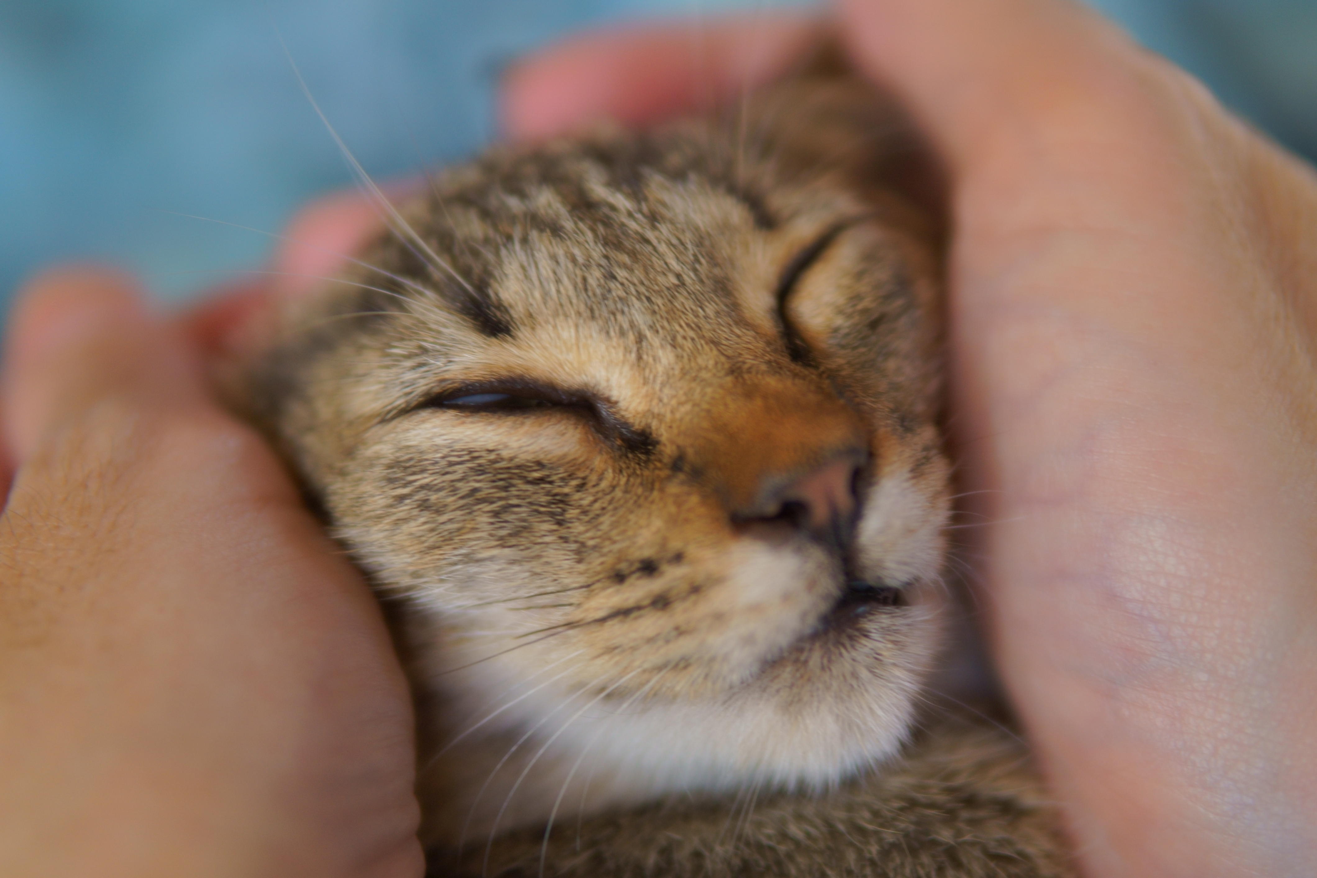 わんにゃんサイトの猫の写真