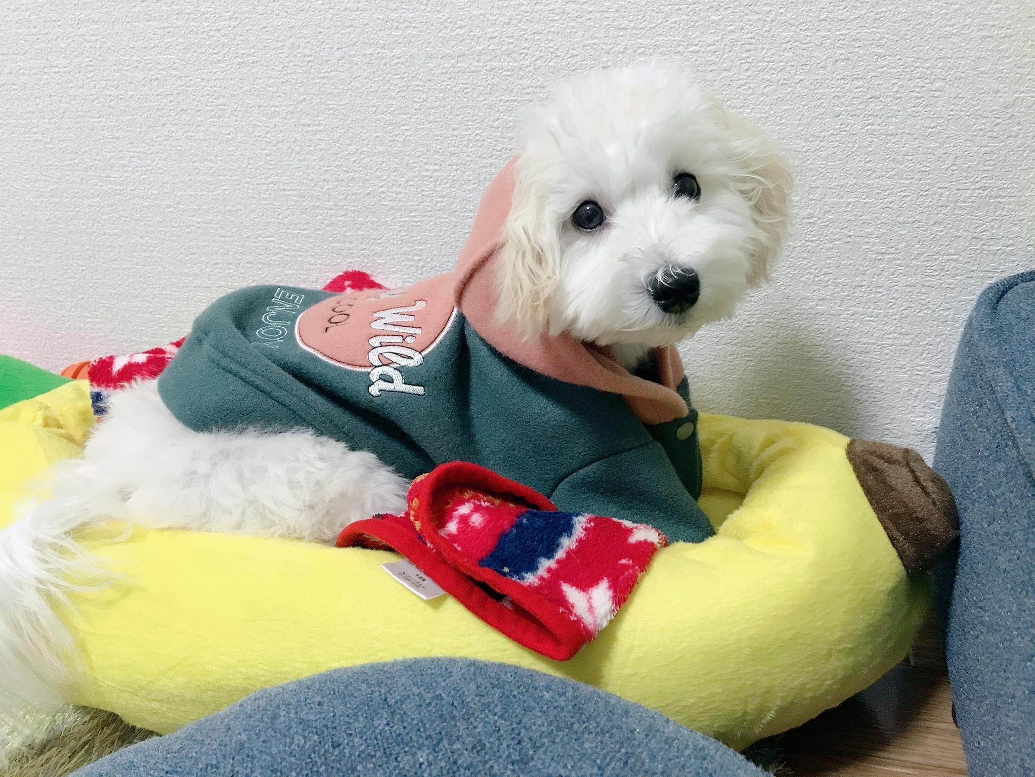 わんにゃんサイトの犬の写真