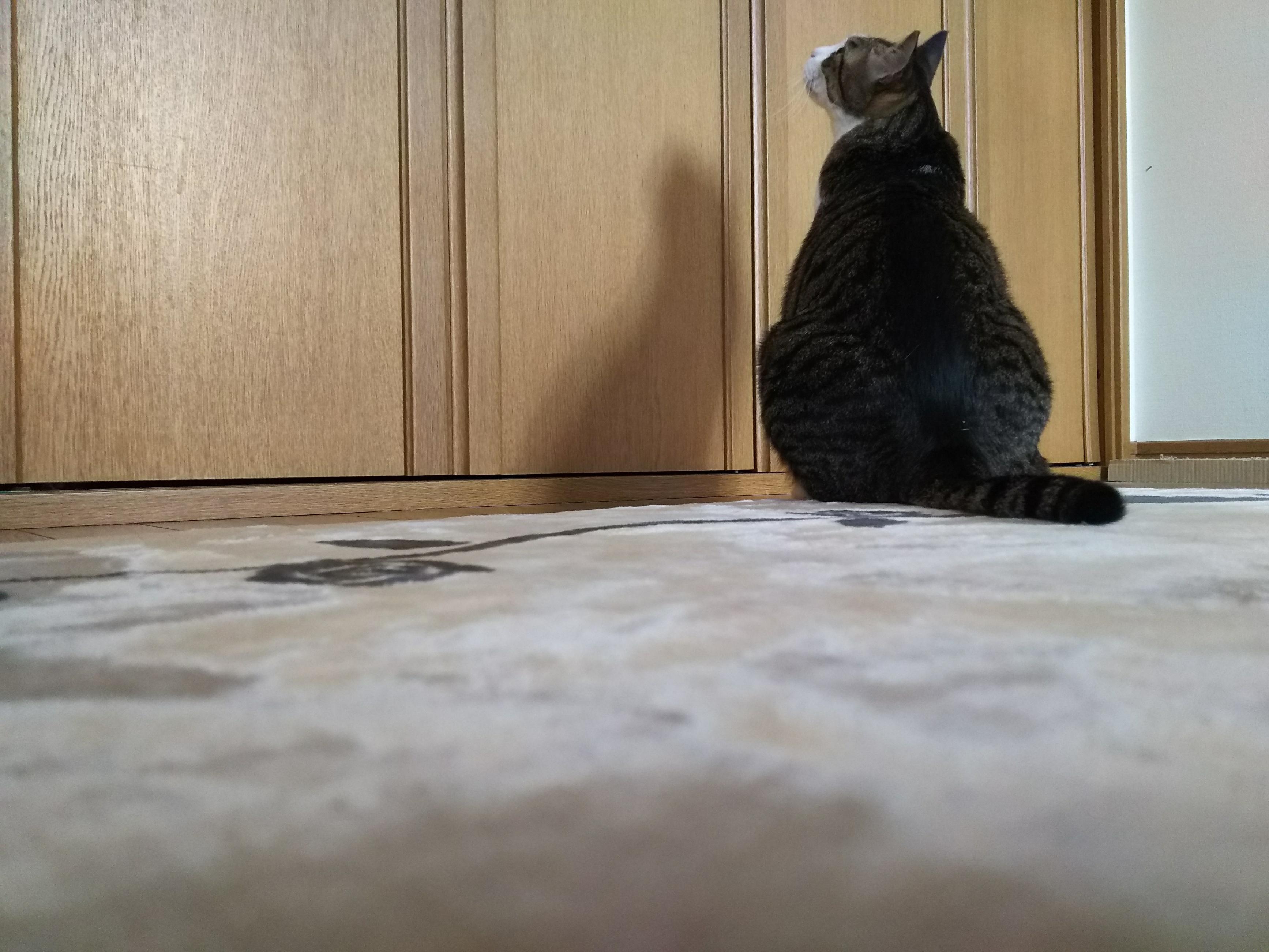 わんにゃんサイトの猫の写真