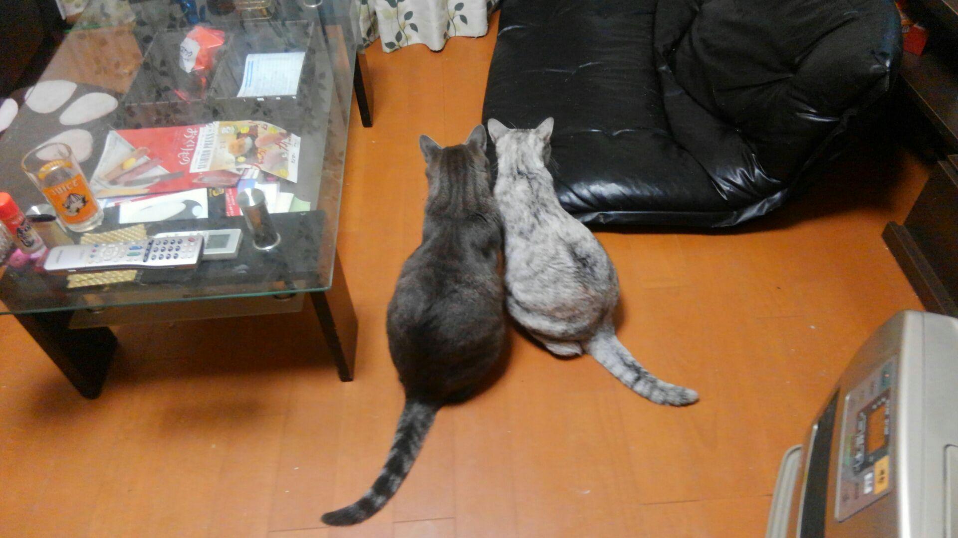 わんにゃんサイトの猫の写真