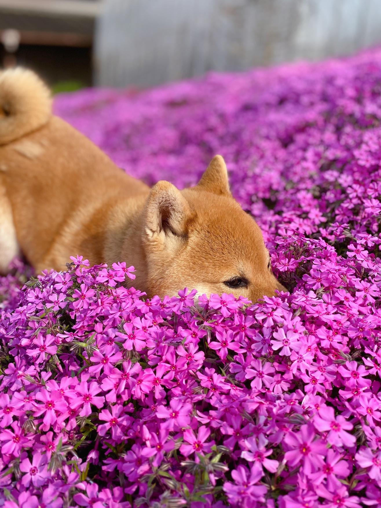 わんにゃんサイトの犬の写真