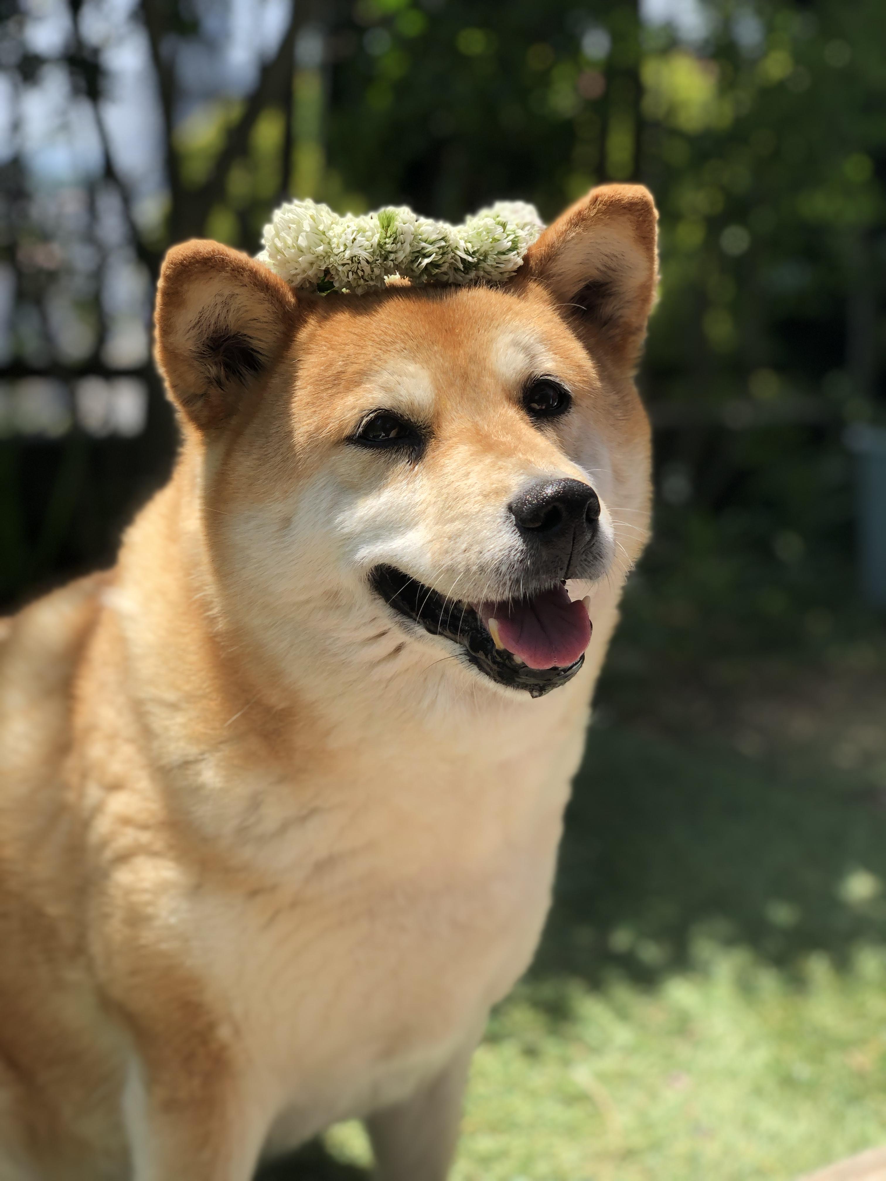 わんにゃんサイトの犬の写真