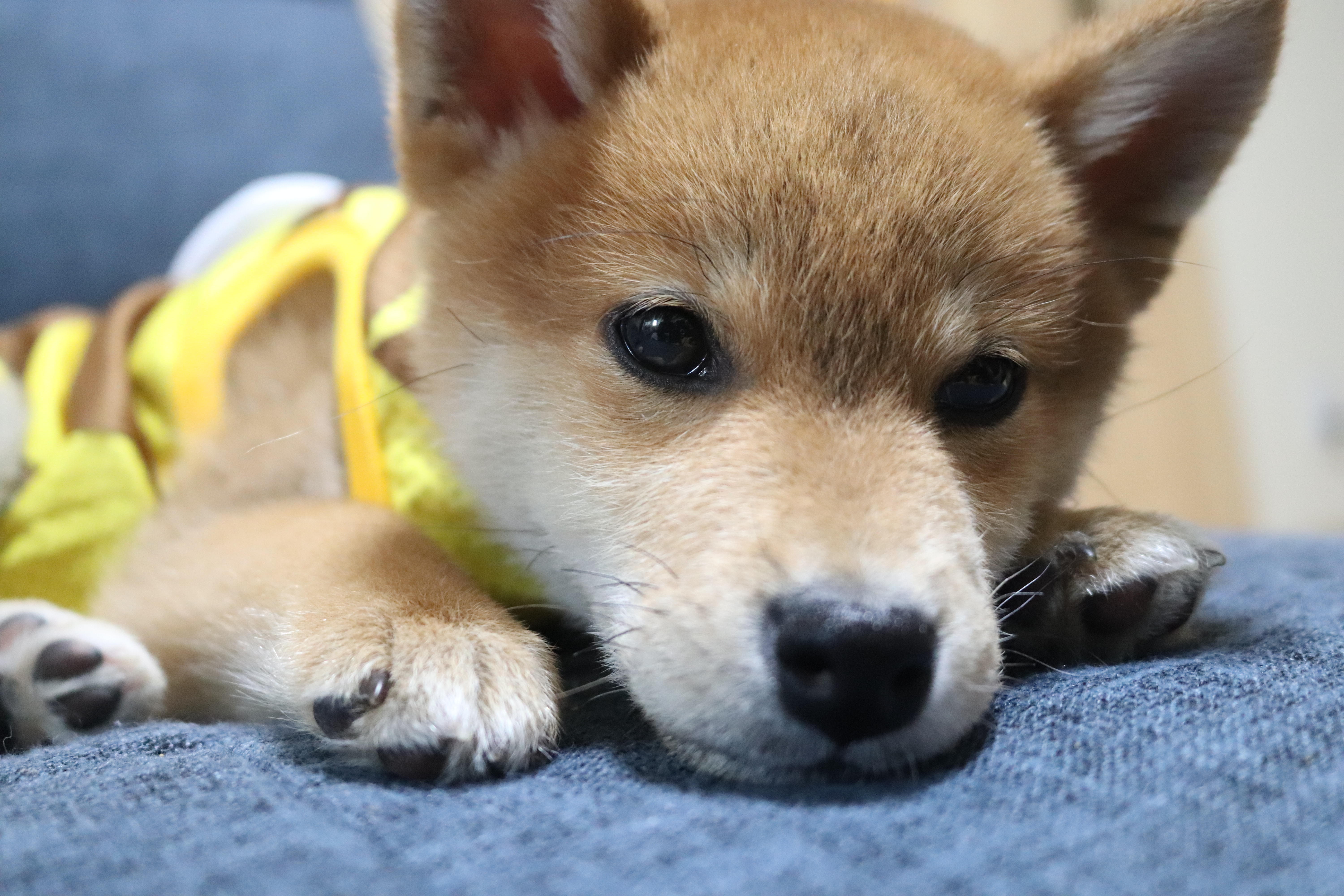 わんにゃんサイトの犬の写真