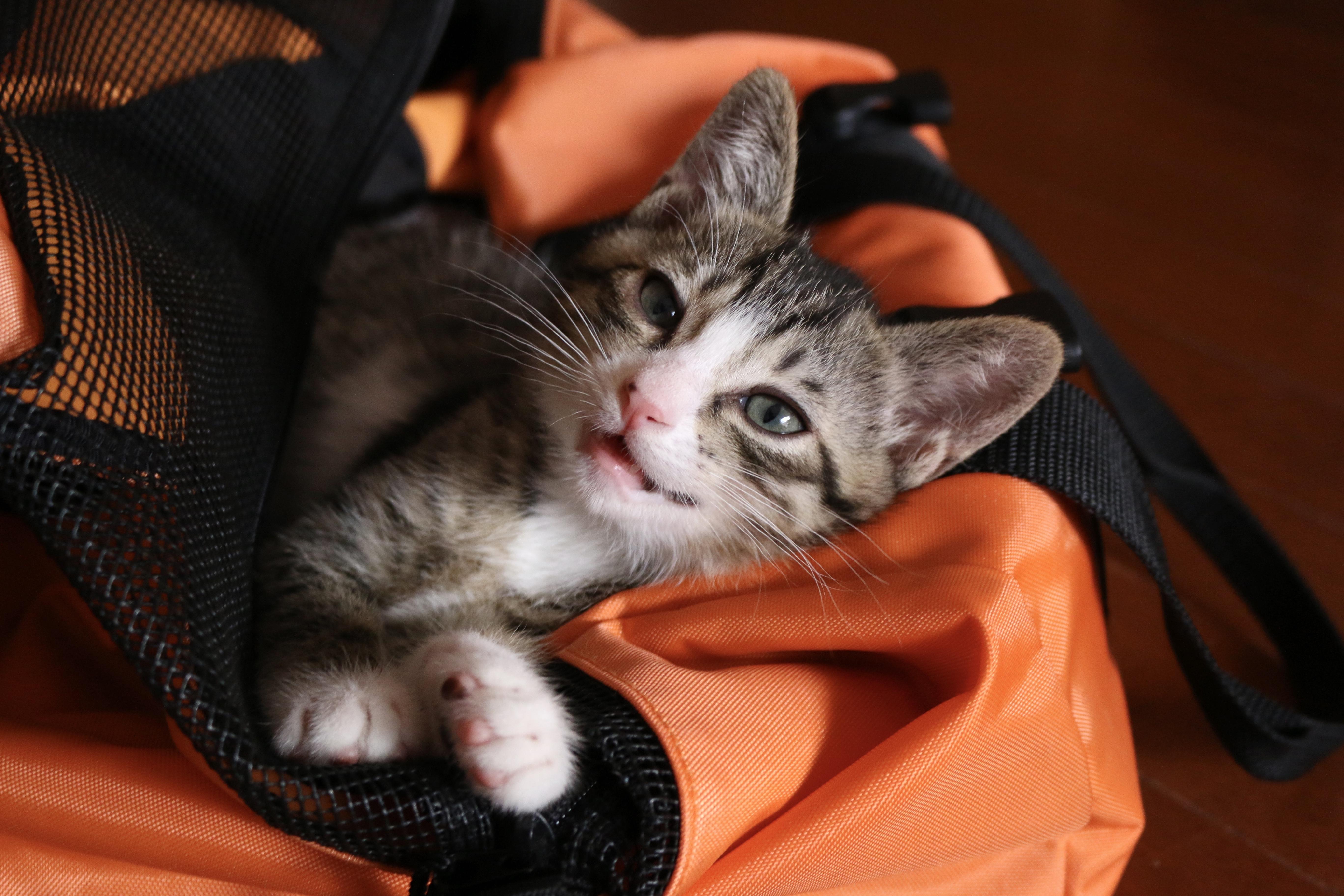 わんにゃんサイトの猫の写真