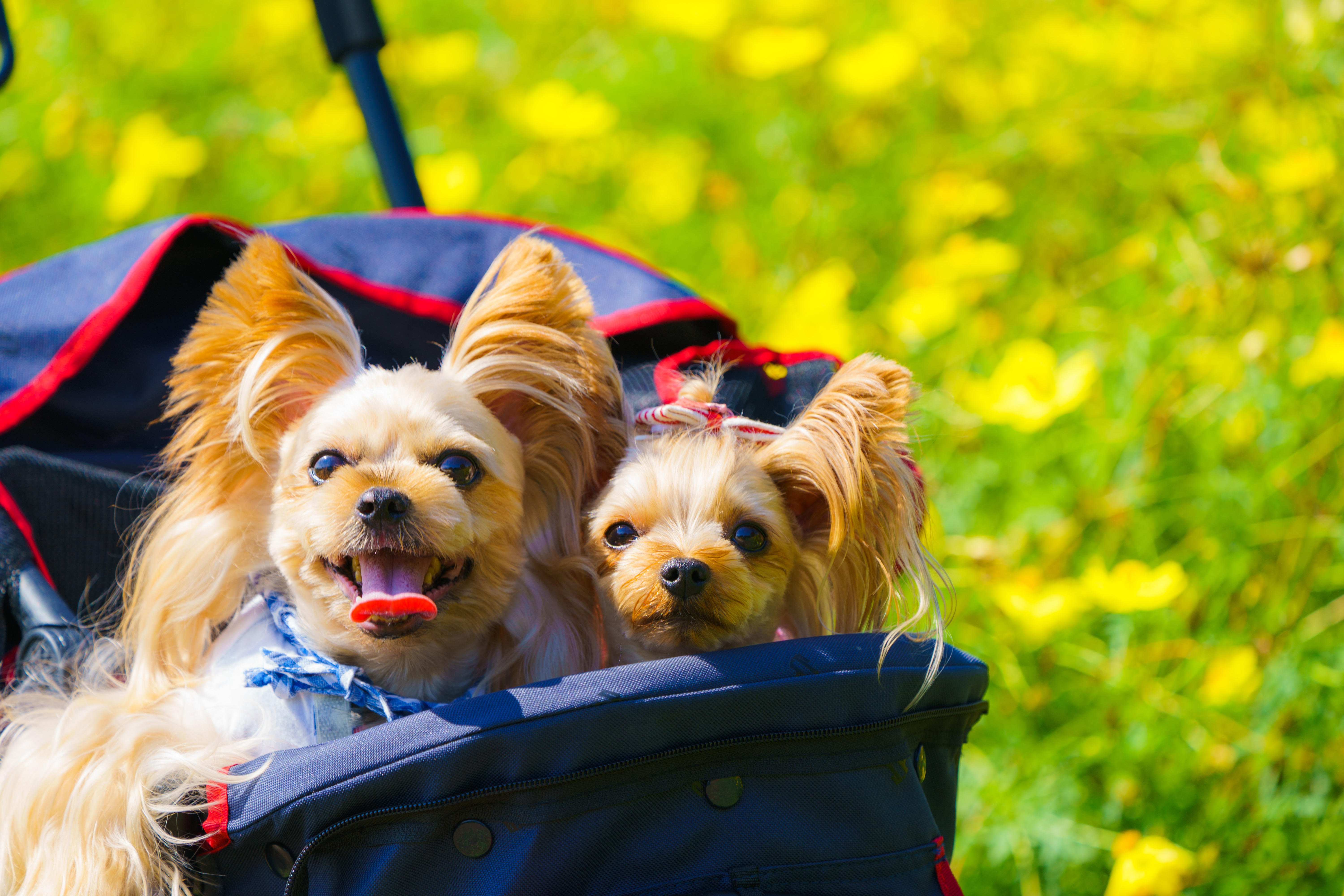 わんにゃんサイトの犬の写真