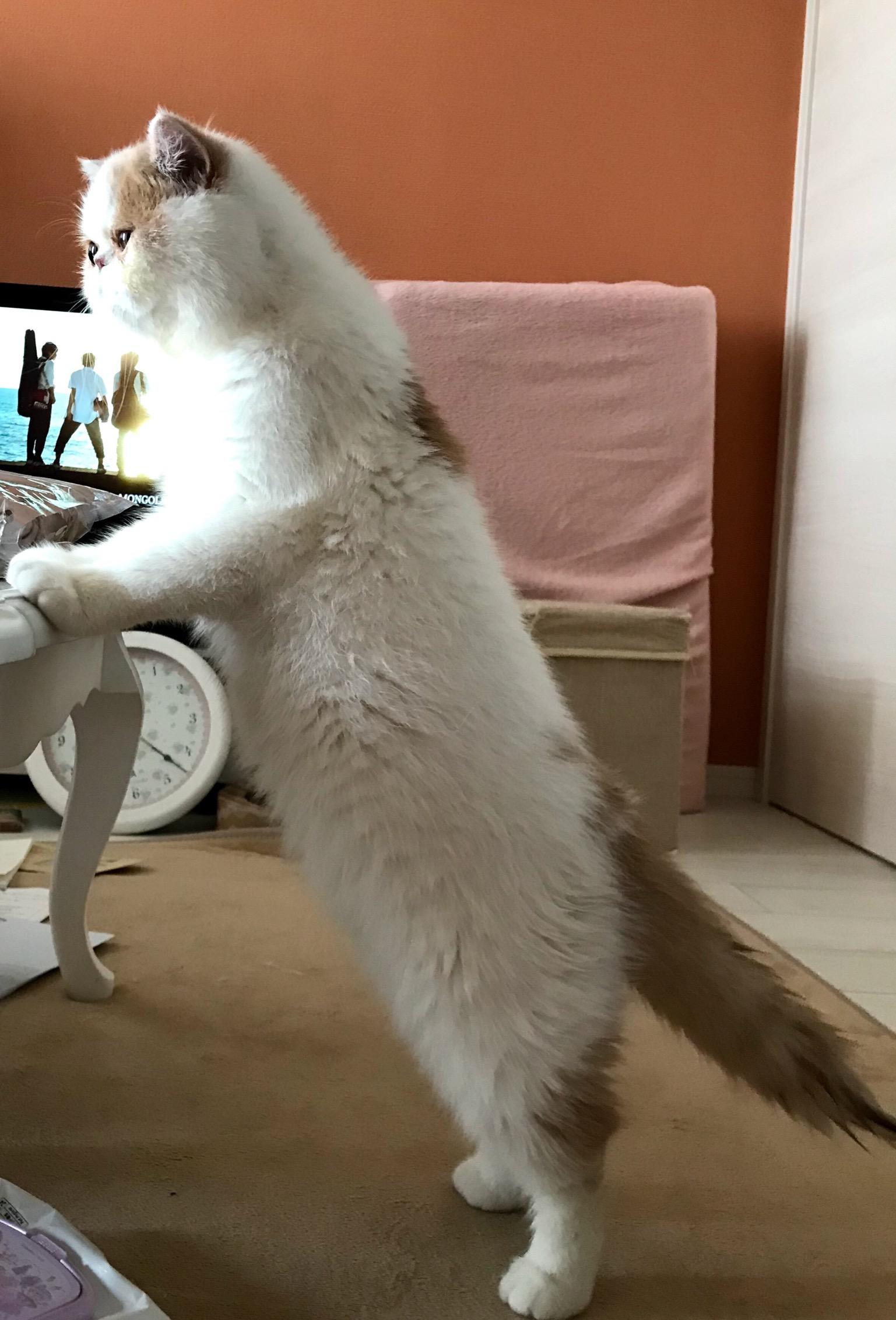 わんにゃんサイトの猫の写真