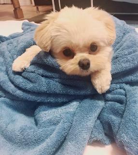 わんにゃんサイトの犬の写真