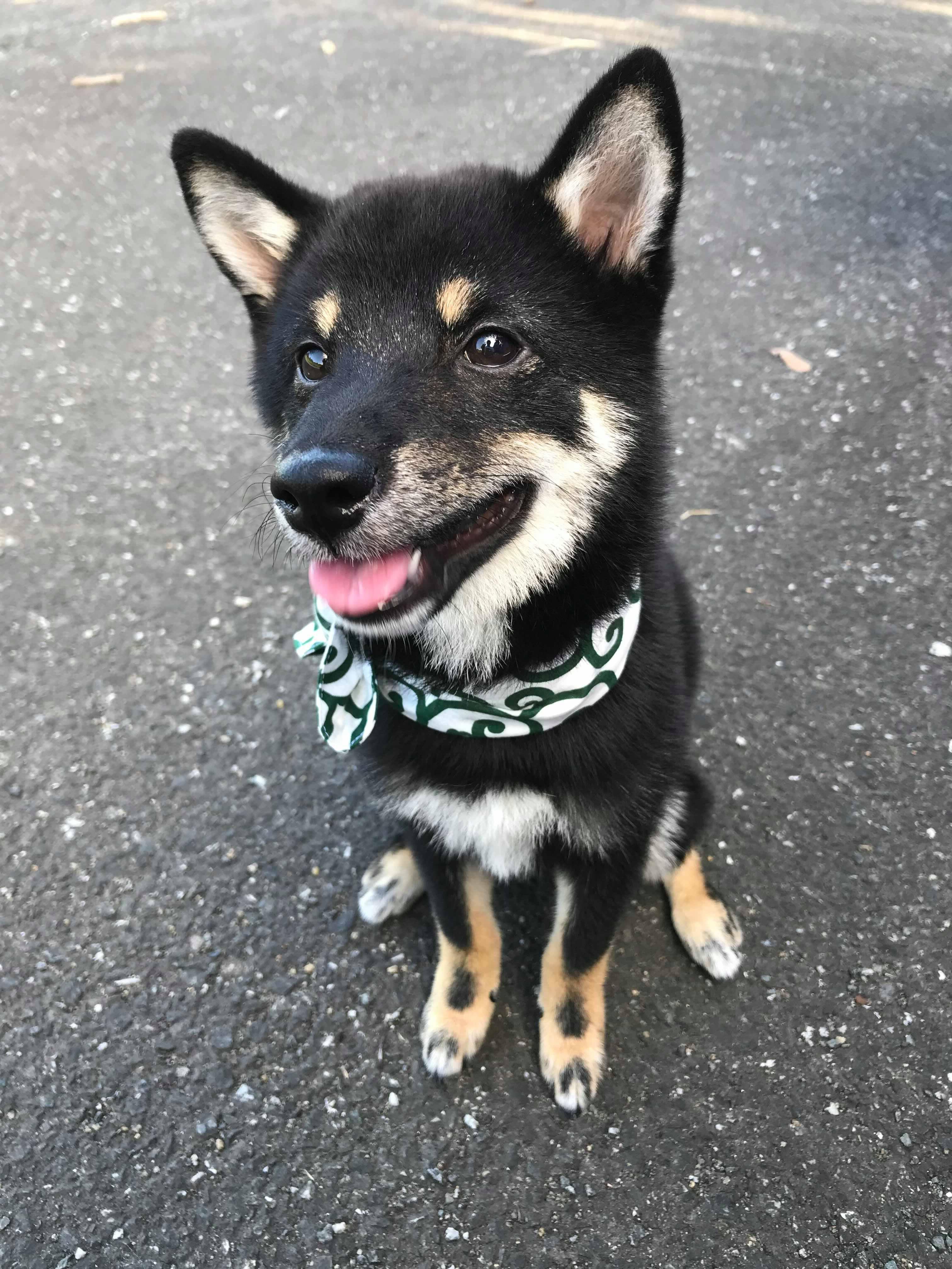 わんにゃんサイトの犬の写真