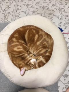 わんにゃんサイトの猫の写真