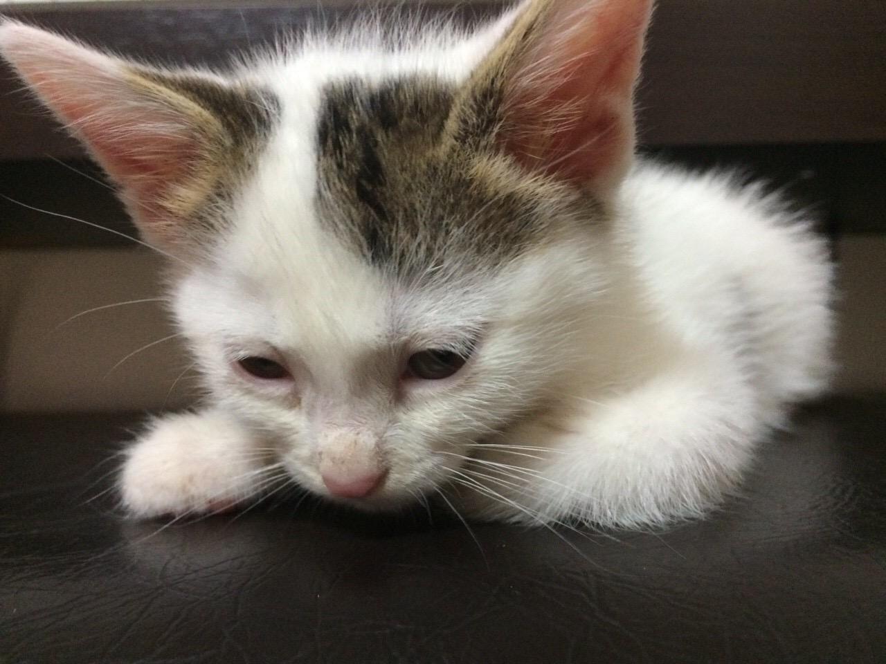 わんにゃんサイトの猫の写真