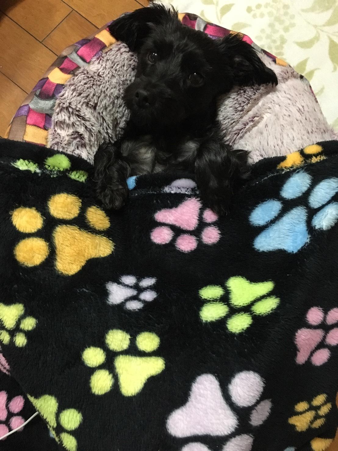 わんにゃんサイトの犬の写真