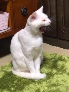 わんにゃんサイトの猫の写真