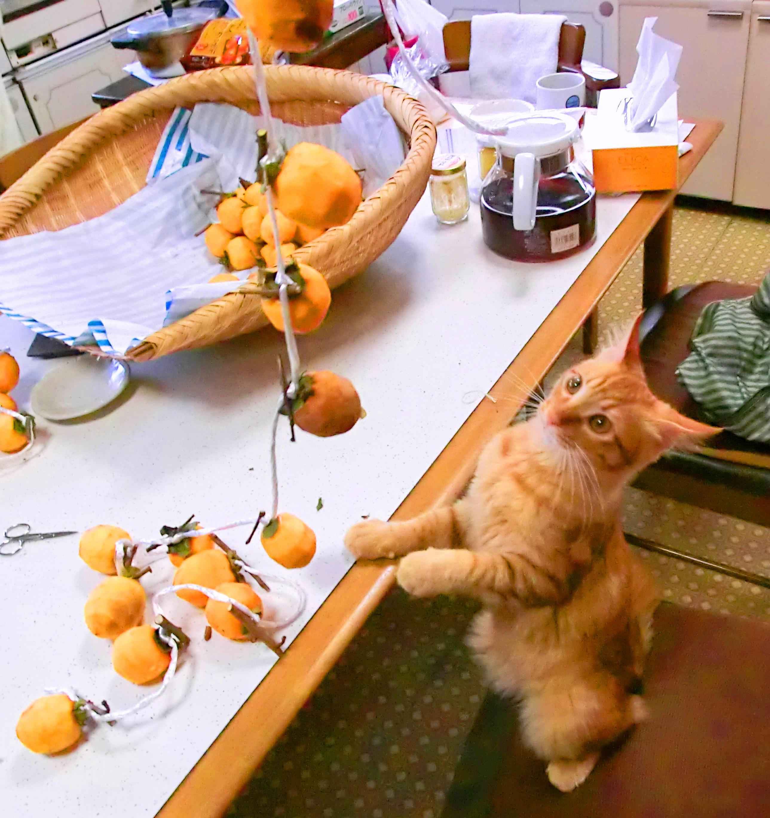 わんにゃんサイトの猫の写真