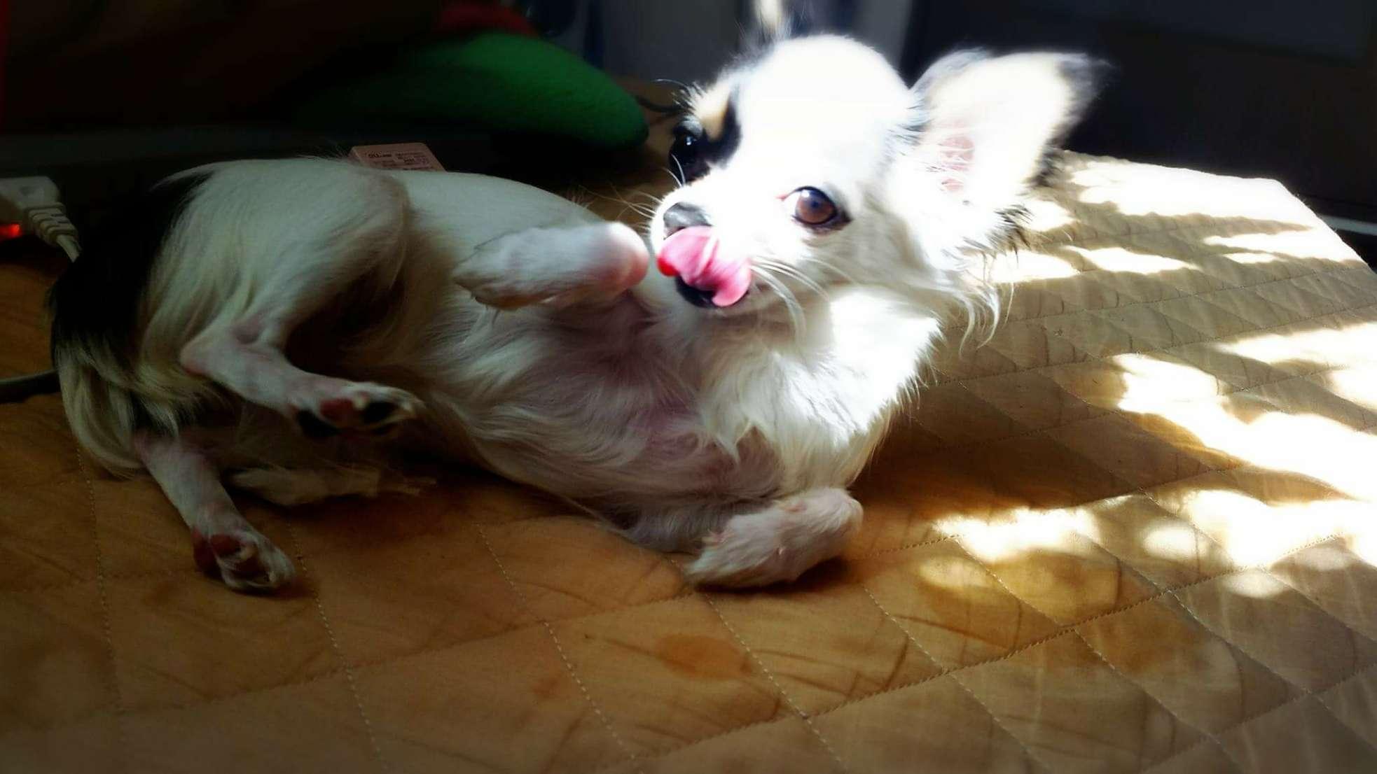 わんにゃんサイトの犬の写真