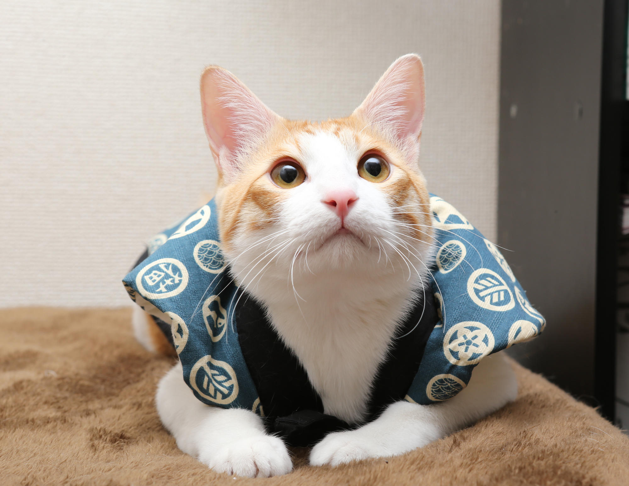 わんにゃんサイトの猫の写真