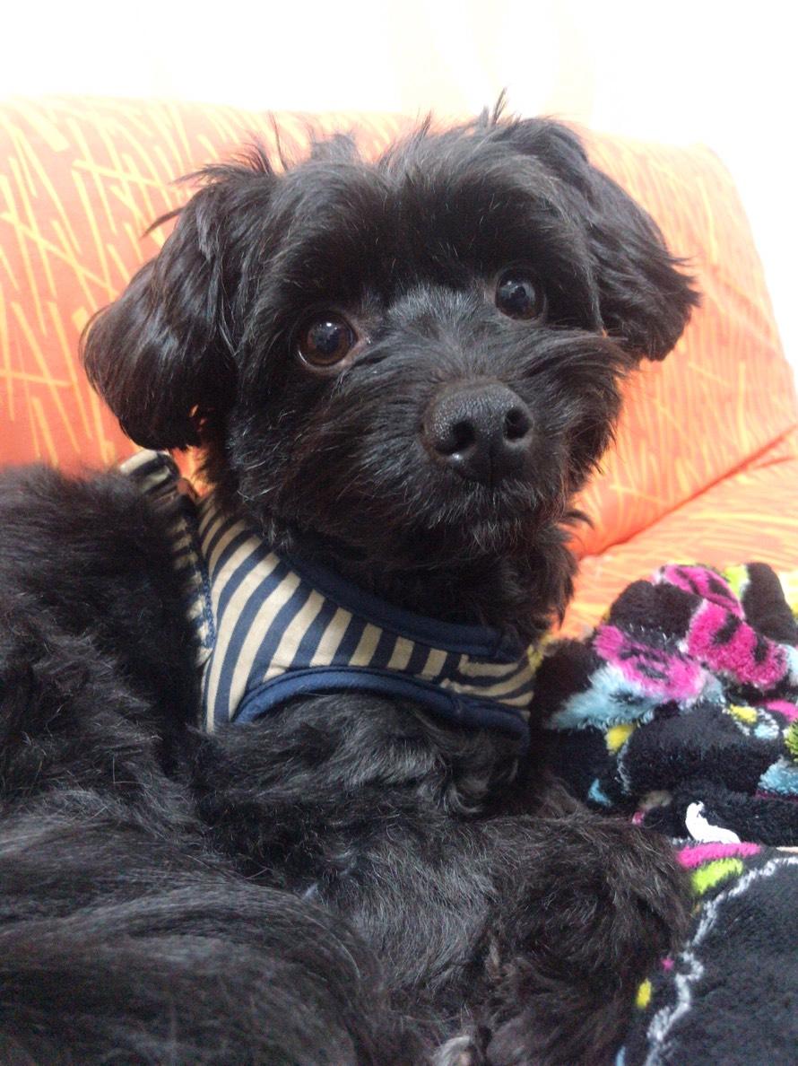 わんにゃんサイトの犬の写真