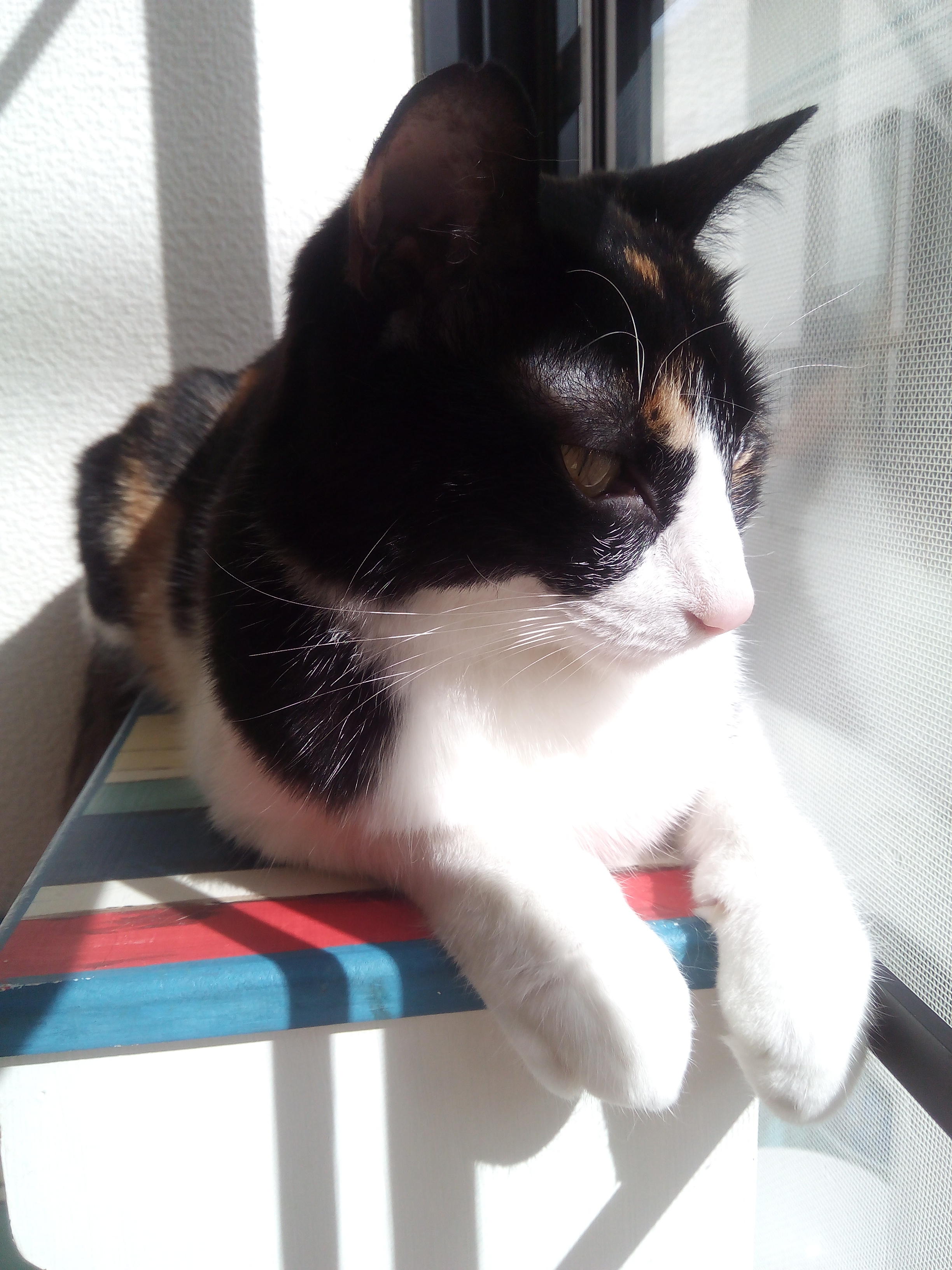 わんにゃんサイトの猫の写真