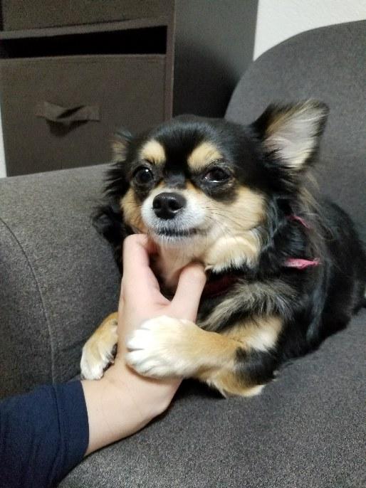 わんにゃんサイトの犬の写真