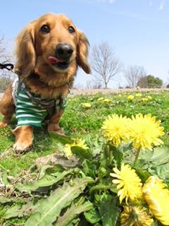 わんにゃんサイトの犬の写真