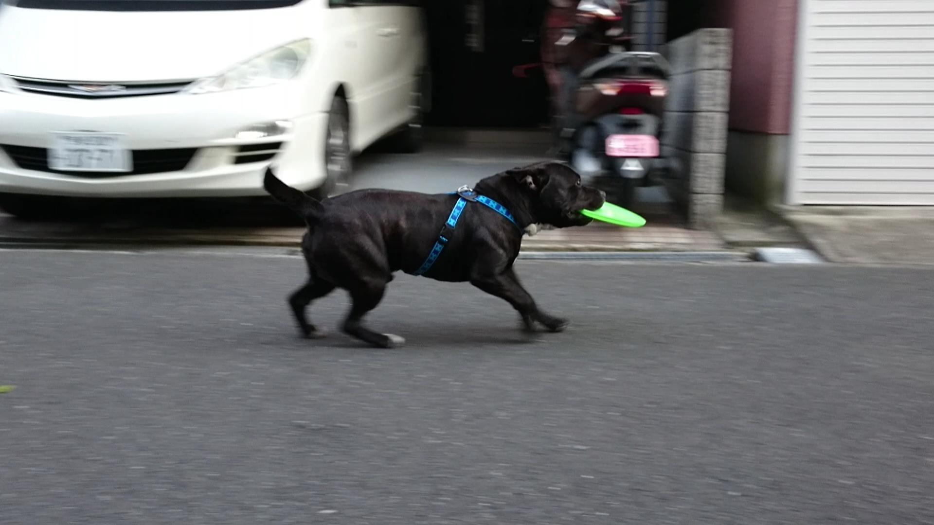 わんにゃんサイトの犬の写真