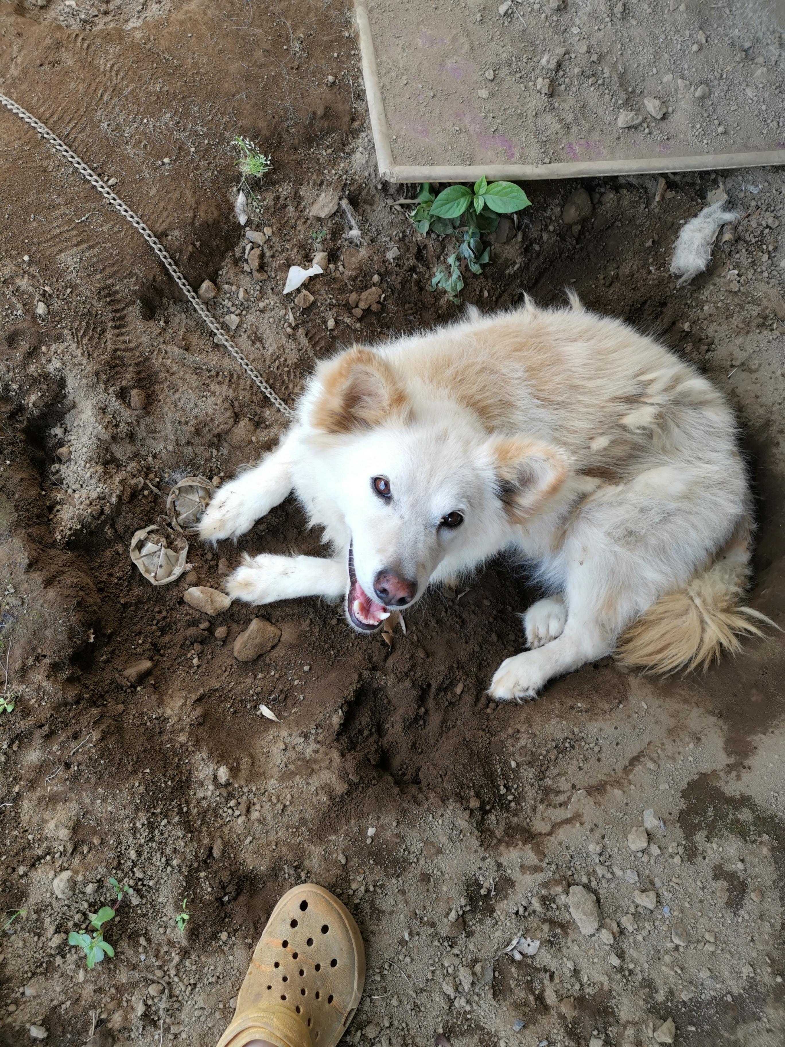 わんにゃんサイトの犬の写真