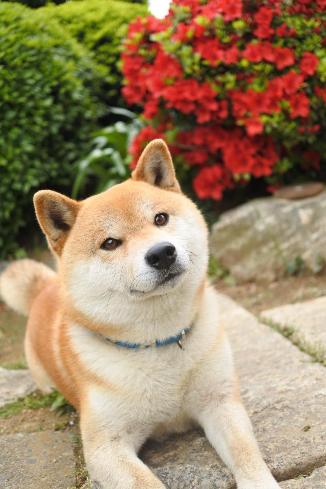 わんにゃんサイトの犬の写真