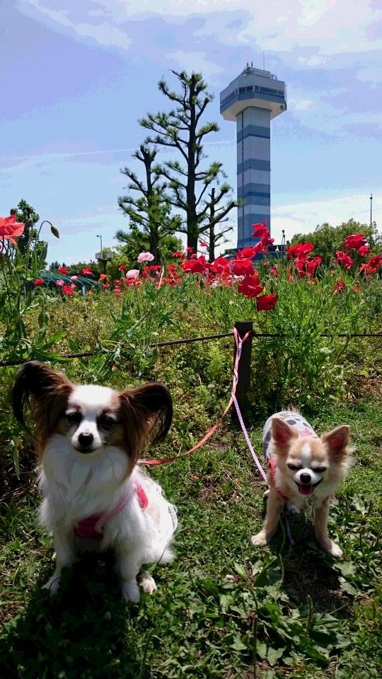 わんにゃんサイトの犬の写真