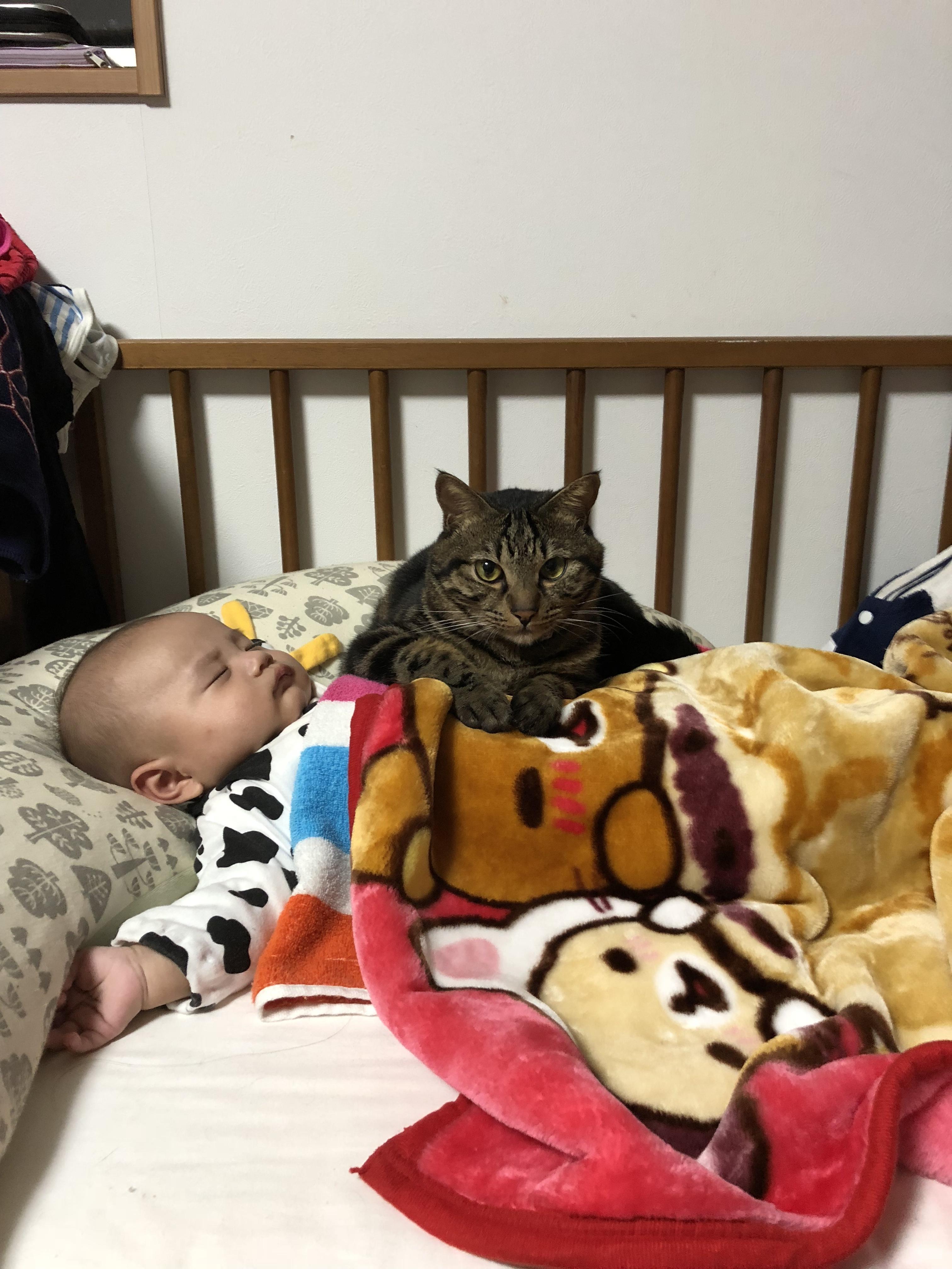 わんにゃんサイトの猫の写真