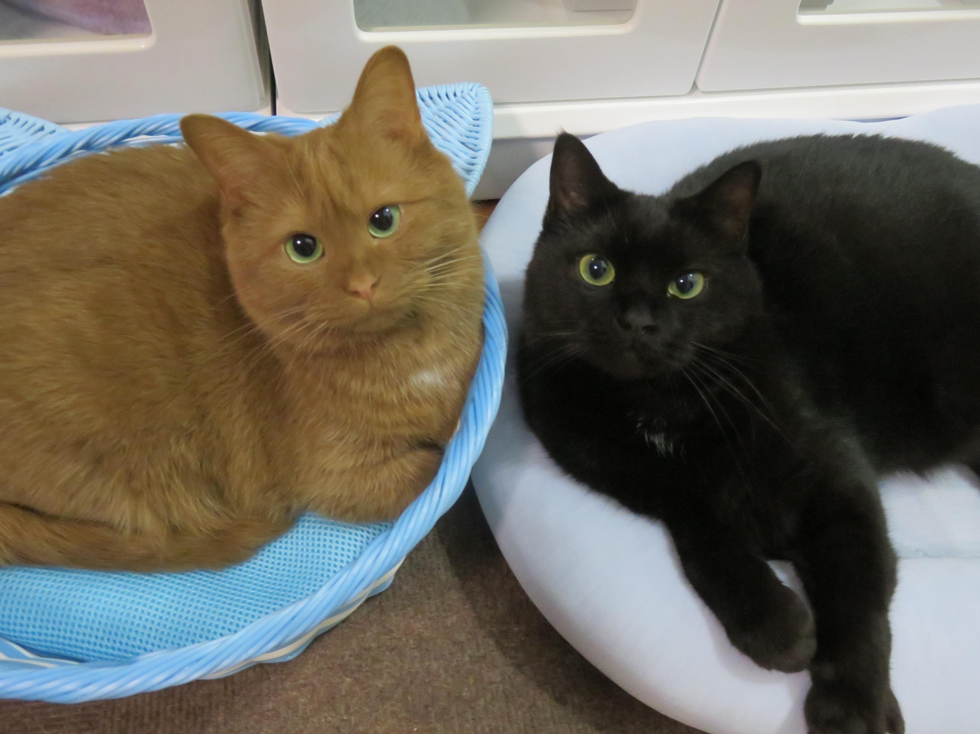 わんにゃんサイトの猫の写真