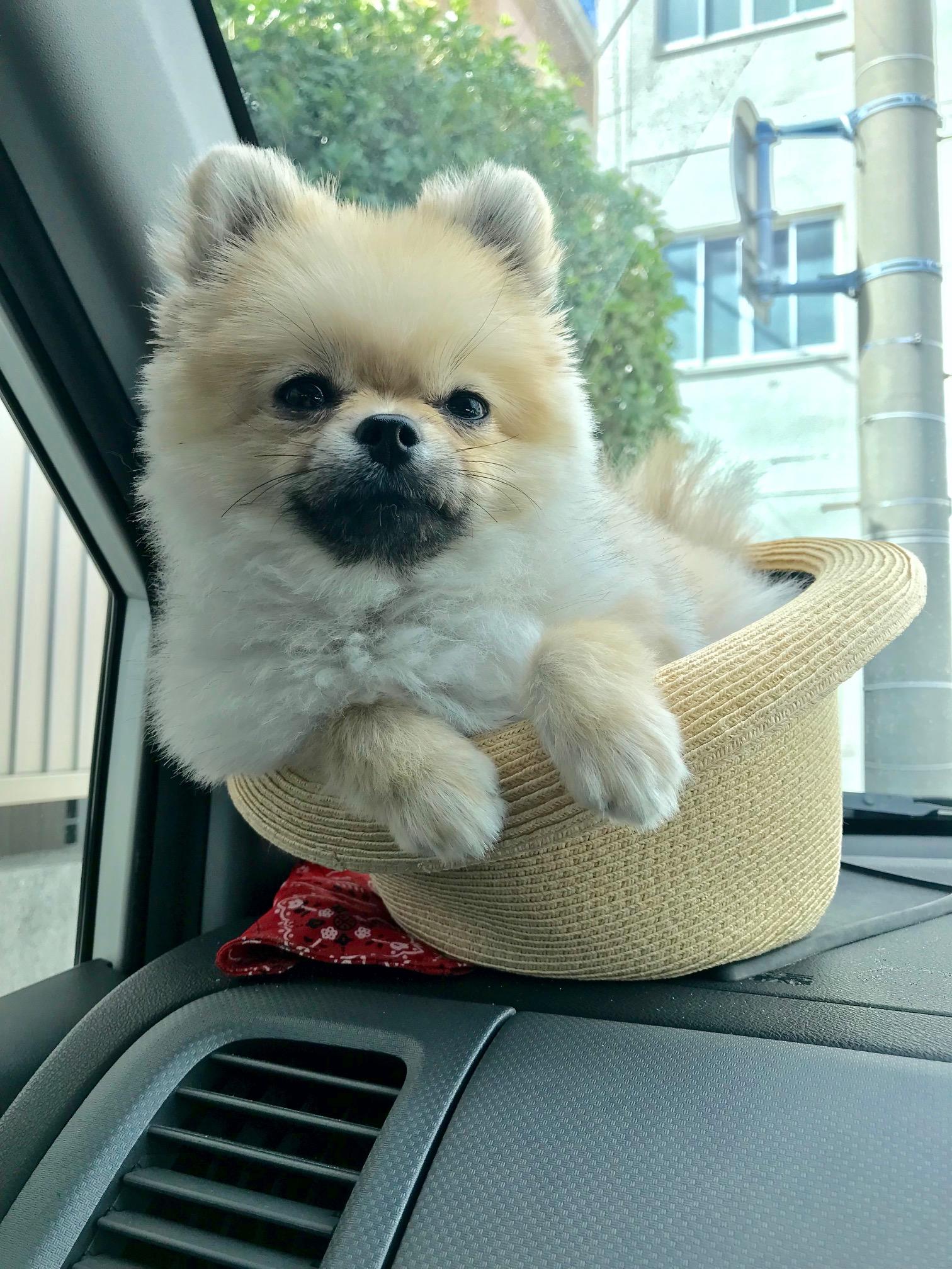 わんにゃんサイトの犬の写真